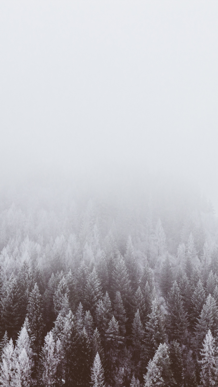 Download mobile wallpaper Winter, Nature, Forest, Fog, Earth for free.