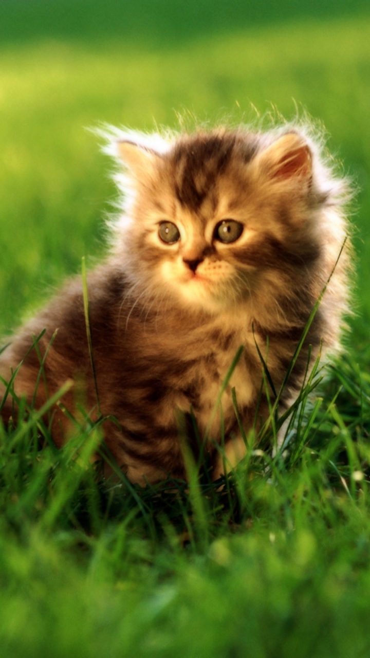 Download mobile wallpaper Cats, Cat, Animal for free.