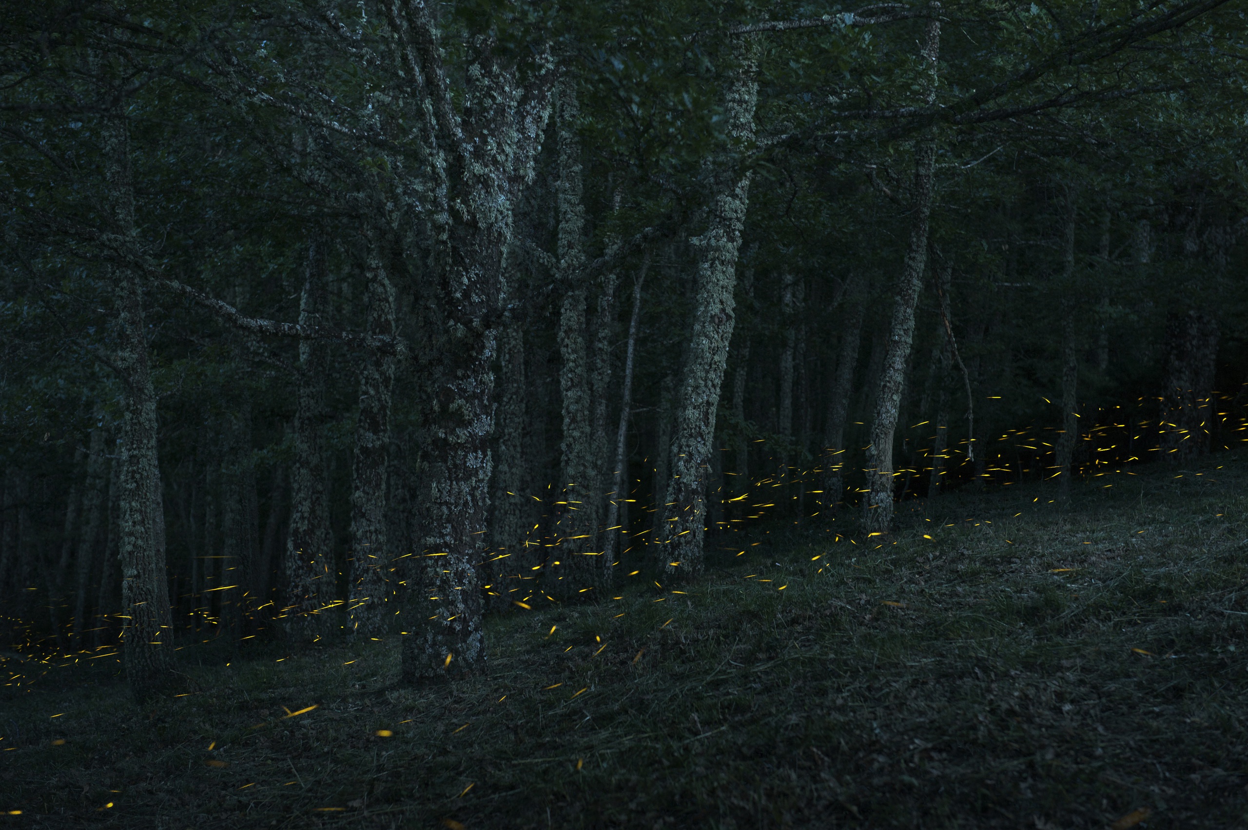 Téléchargez gratuitement l'image Sombre, Forêt, Arbre, La Nature, Terre/nature sur le bureau de votre PC