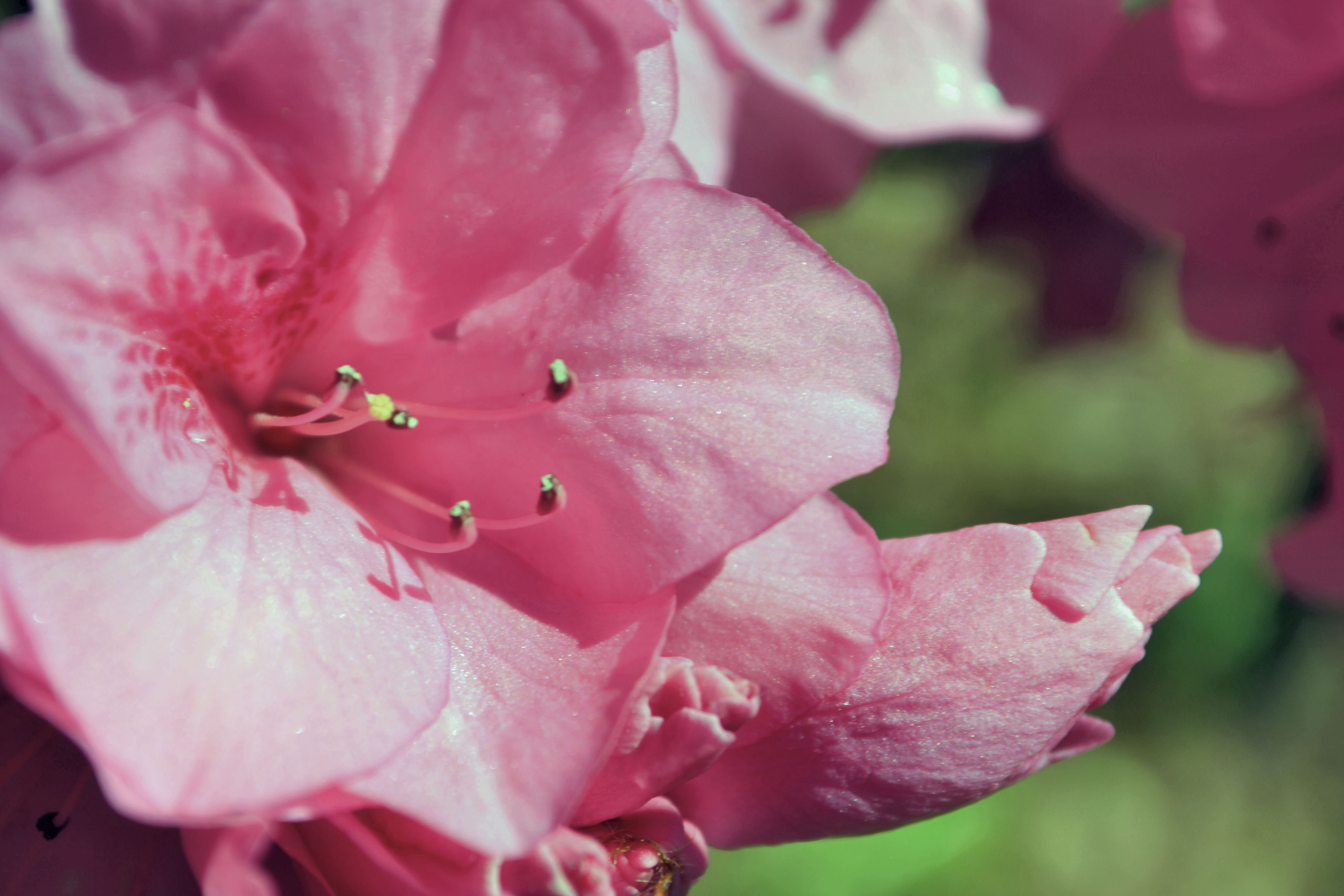 earth, rhododendron, pink flower, flowers