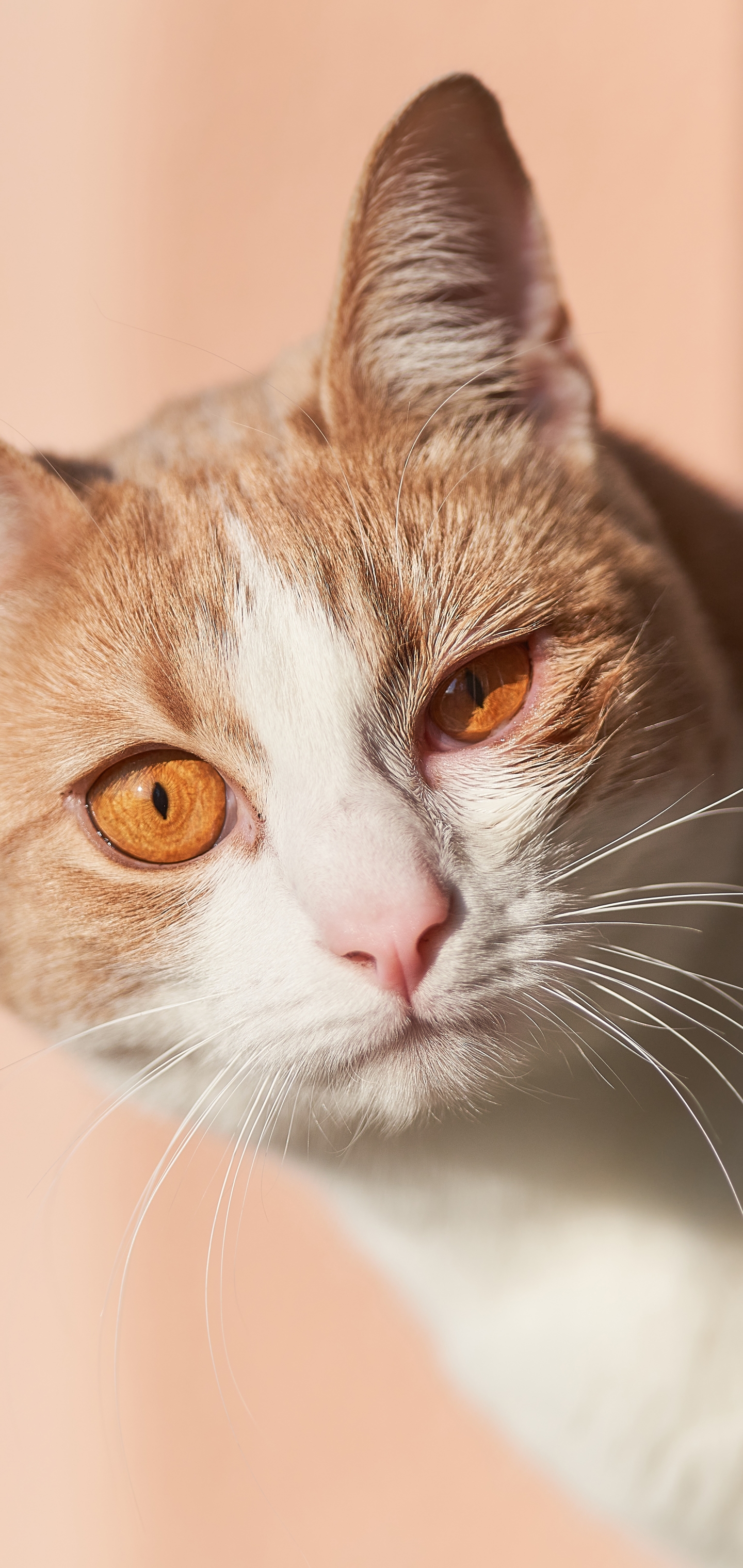 Baixe gratuitamente a imagem Animais, Gatos, Gato na área de trabalho do seu PC