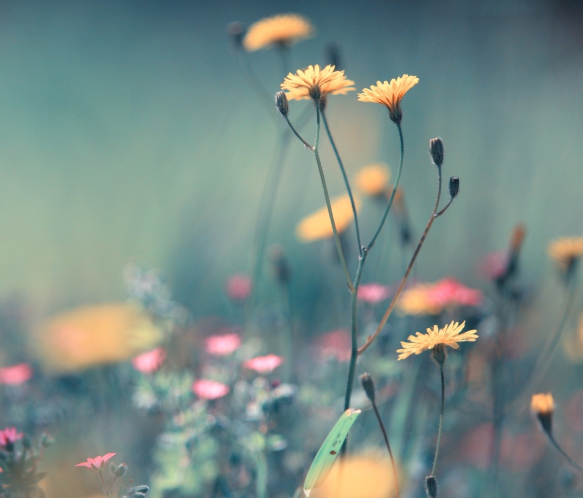 Descarga gratuita de fondo de pantalla para móvil de Flores, Flor, Tierra/naturaleza.