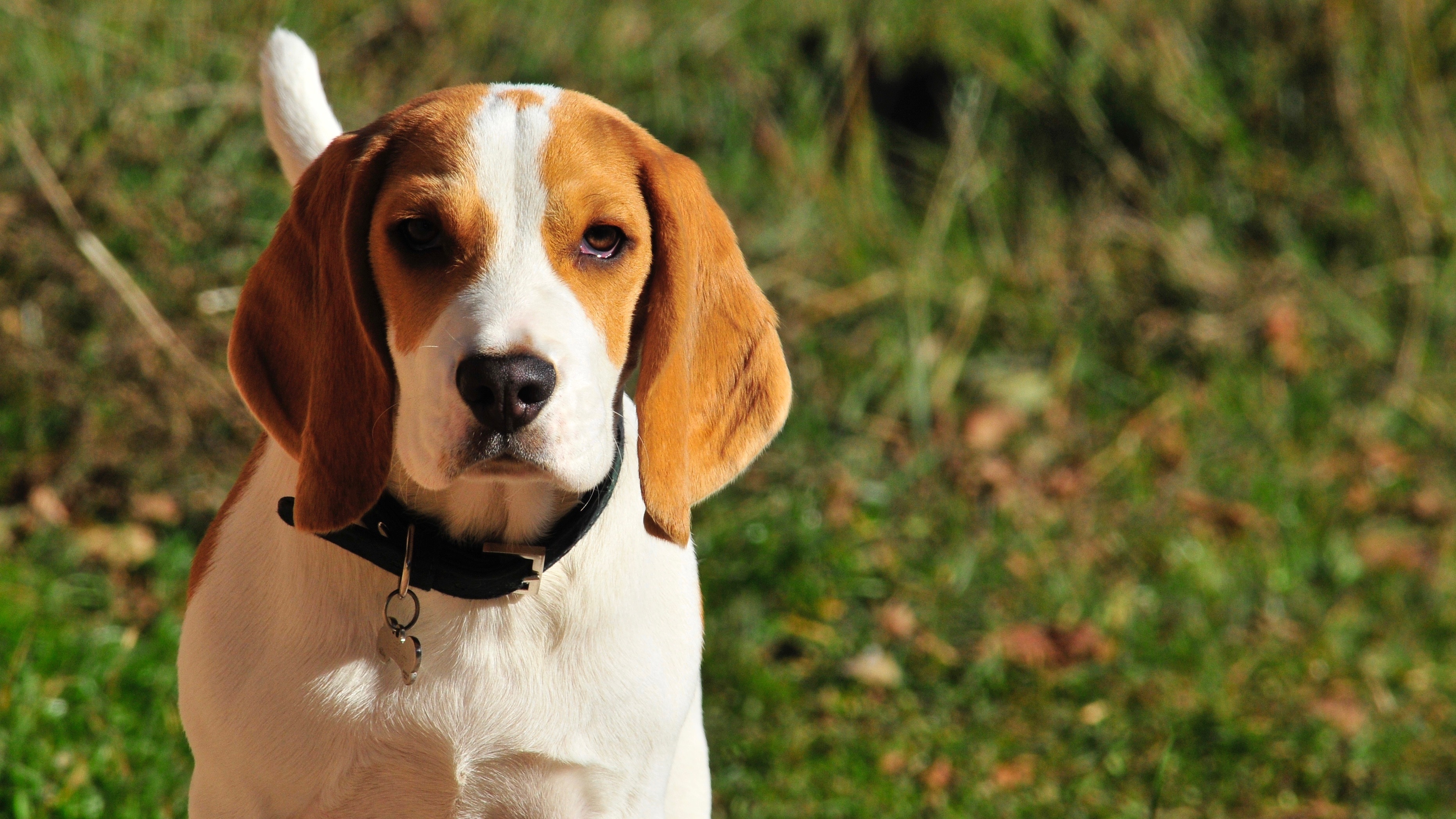 142681 descargar imagen beagle, animales, perro, bozal, collar, cuello: fondos de pantalla y protectores de pantalla gratis