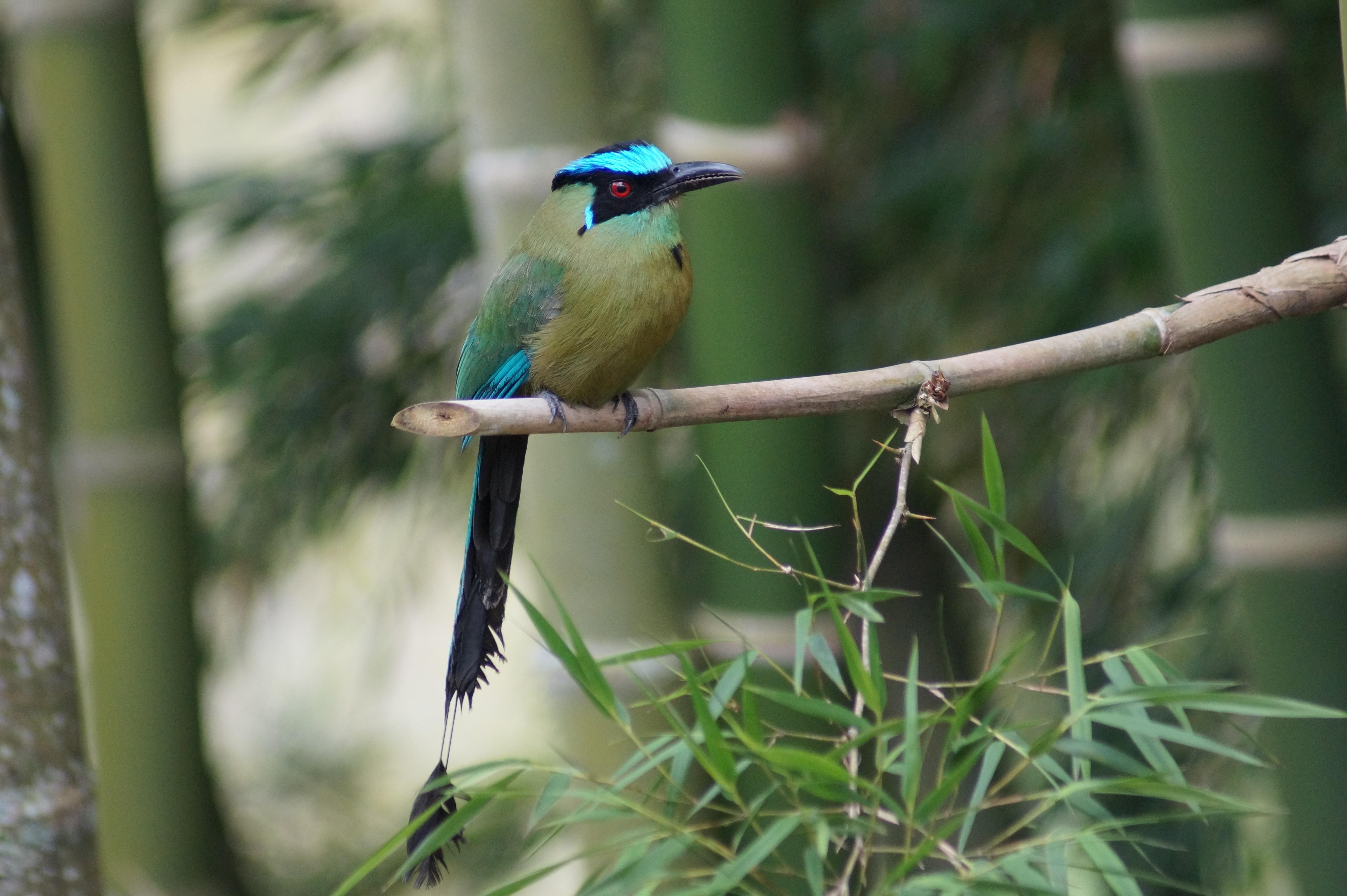 Téléchargez des papiers peints mobile Animaux, Oiseau, Branche, Des Oiseaux gratuitement.