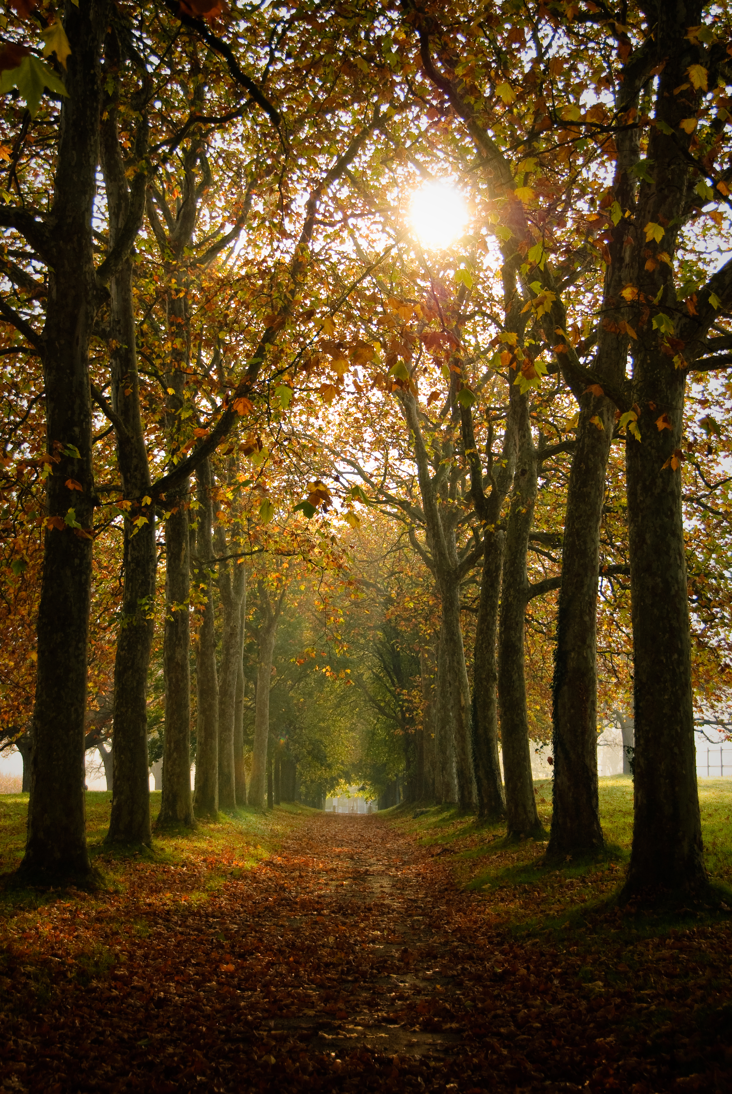156970 завантажити картинку осінь, природа, дерева, алея, алеї, стежка, шлях - шпалери і заставки безкоштовно