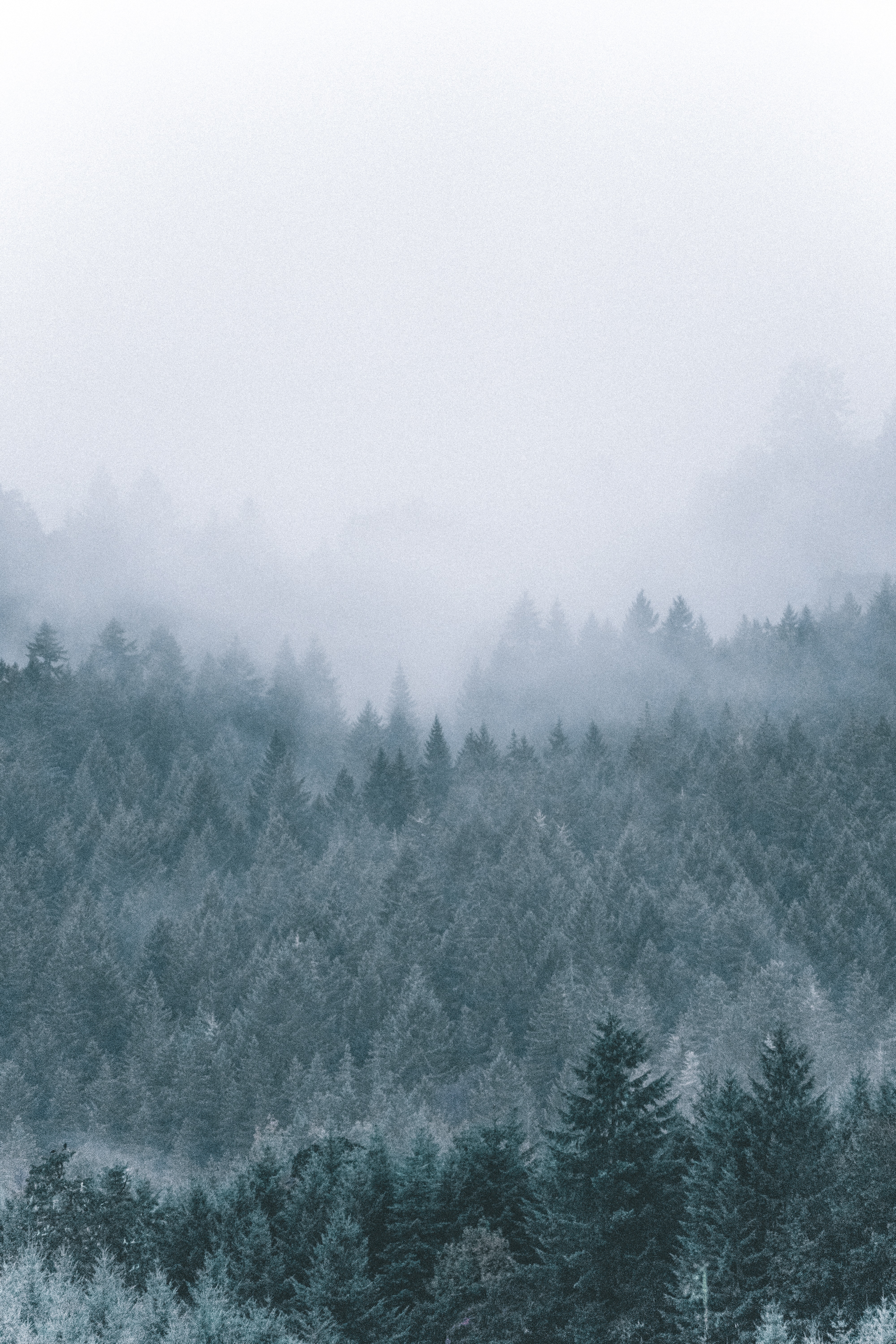99137 скачать картинку природа, деревья, лес, туман, мгла, хвойный - обои и заставки бесплатно