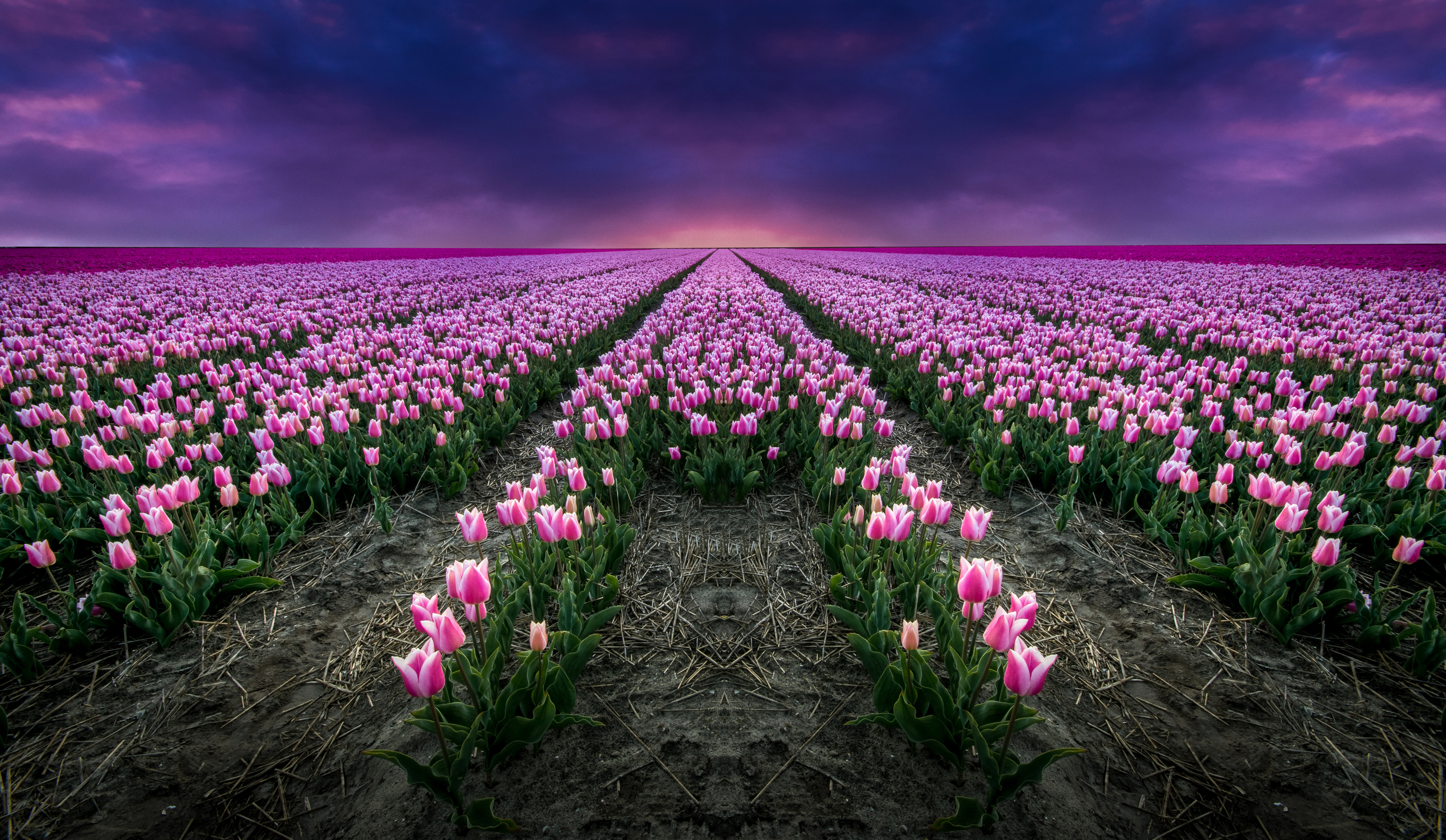 Handy-Wallpaper Blumen, Horizont, Feld, Tulpe, Sonnenuntergang, Erde/natur, Pinke Blume kostenlos herunterladen.