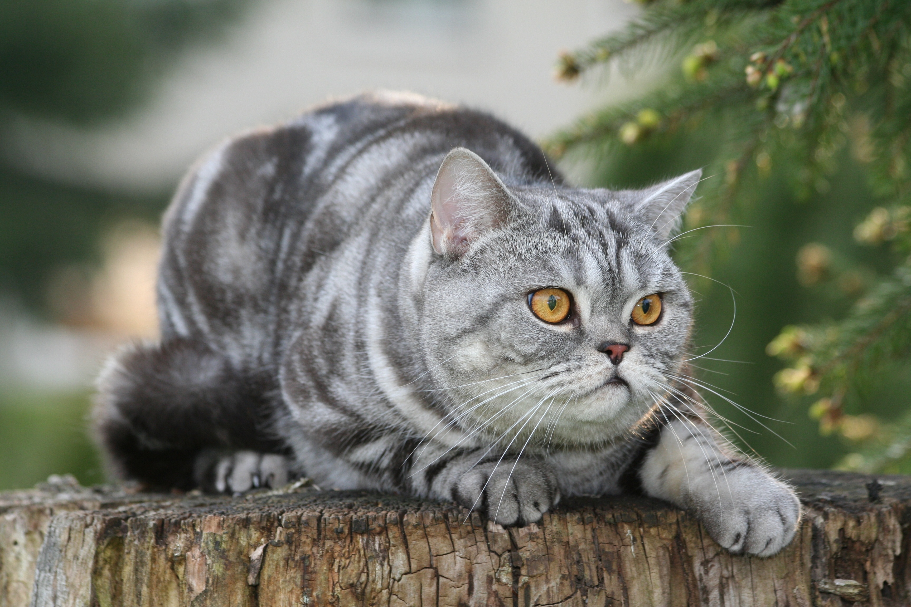 Handy-Wallpaper Tiere, Katzen, Katze kostenlos herunterladen.