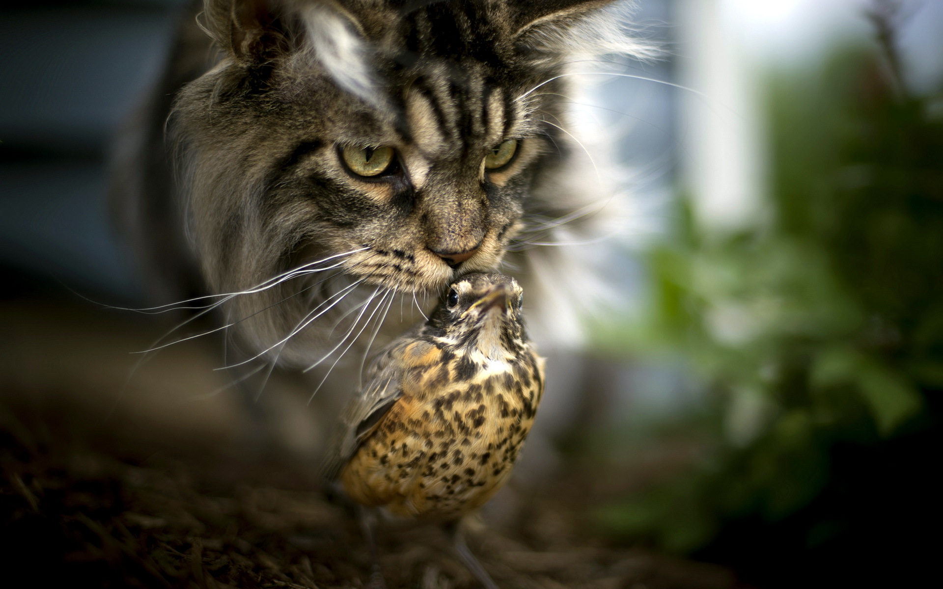 Free download wallpaper Cats, Bird, Cat, Blur, Animal on your PC desktop