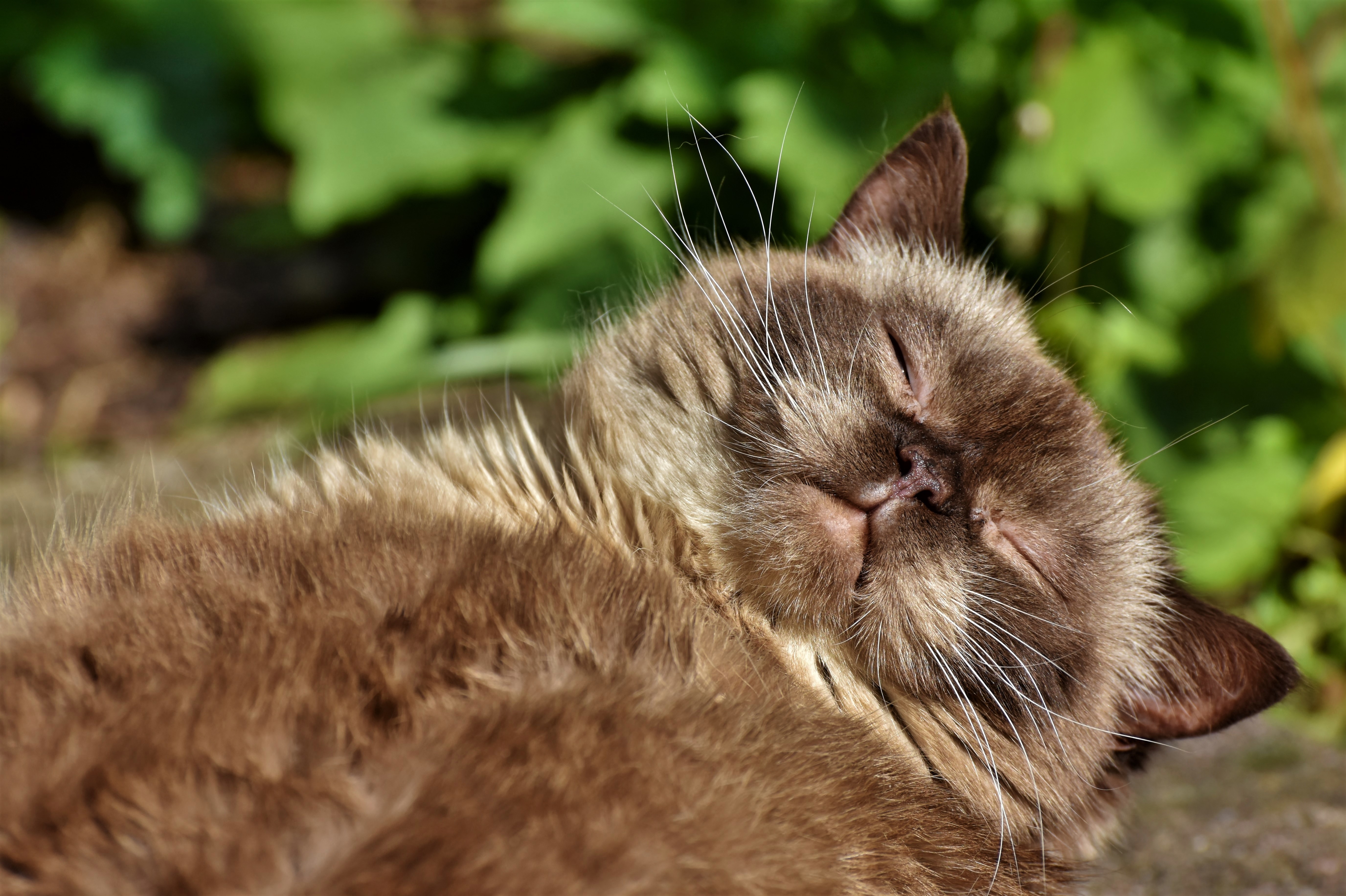 Baixar papel de parede para celular de Animais, Gatos, Gato gratuito.