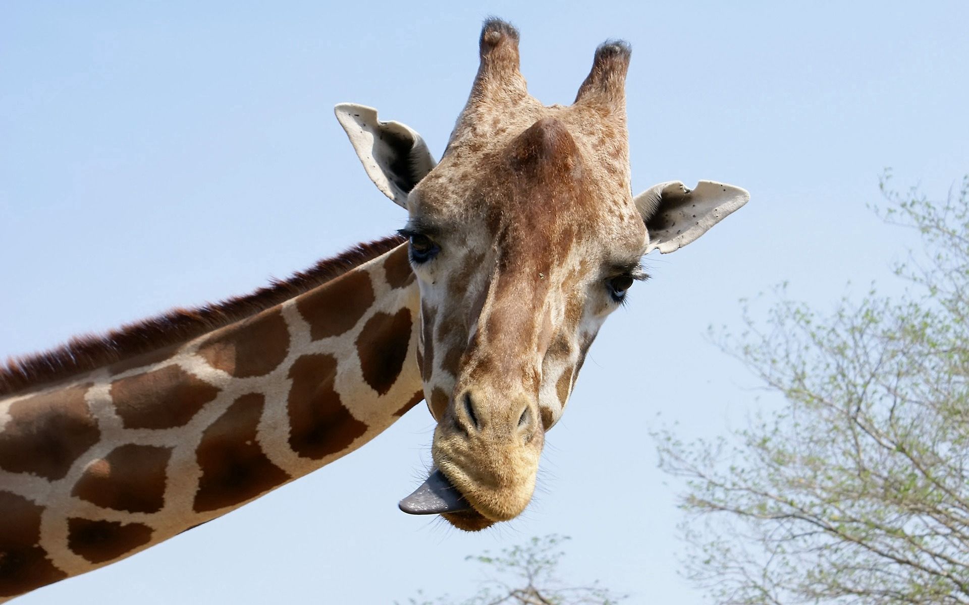 giraffe, animals, muzzle, cool, language, tongue