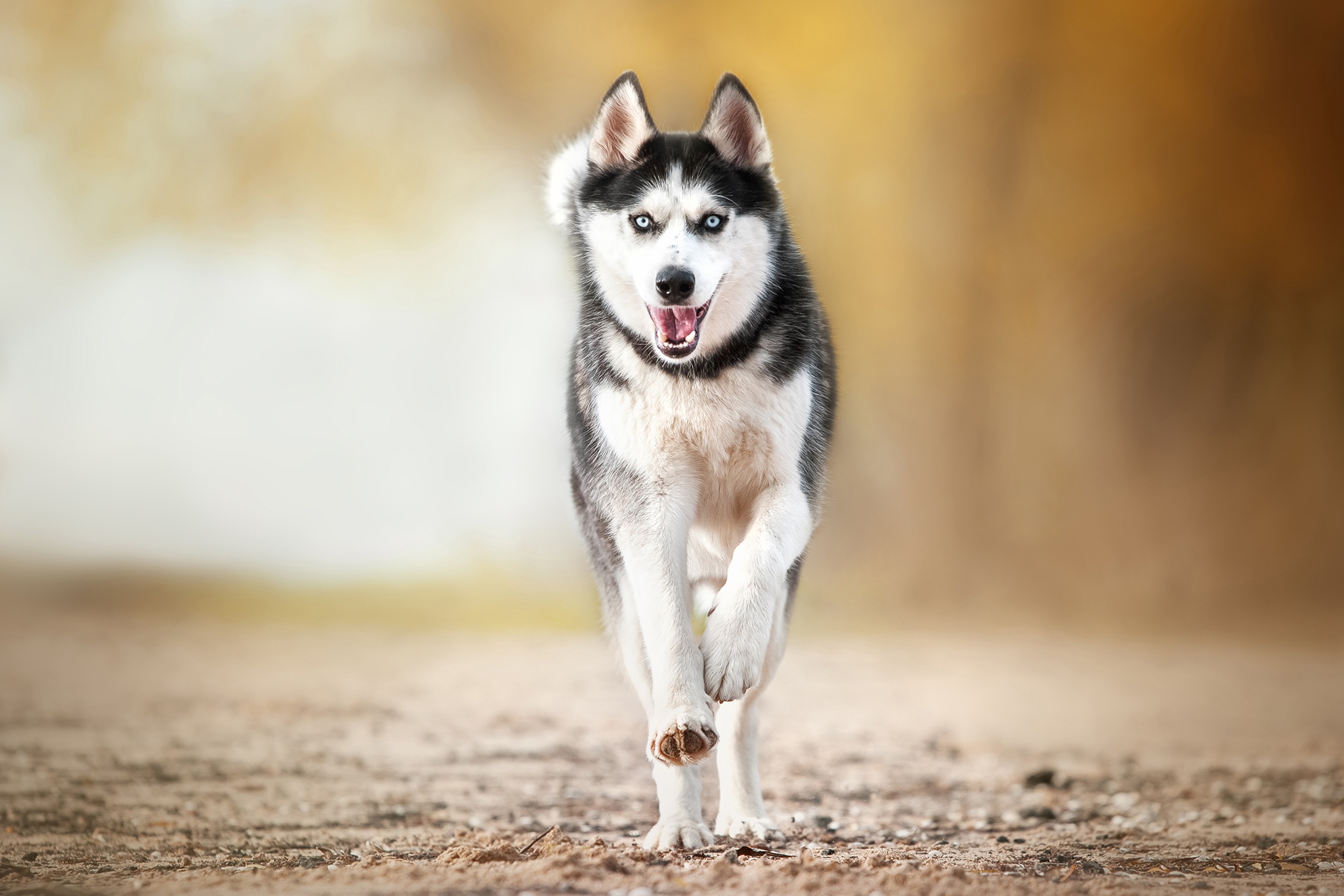 Download mobile wallpaper Dogs, Dog, Animal, Husky, Depth Of Field for free.