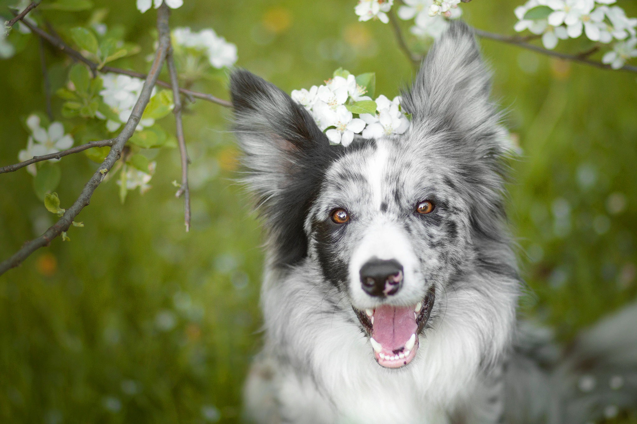 Handy-Wallpaper Tiere, Hunde, Hund, Border Collie kostenlos herunterladen.