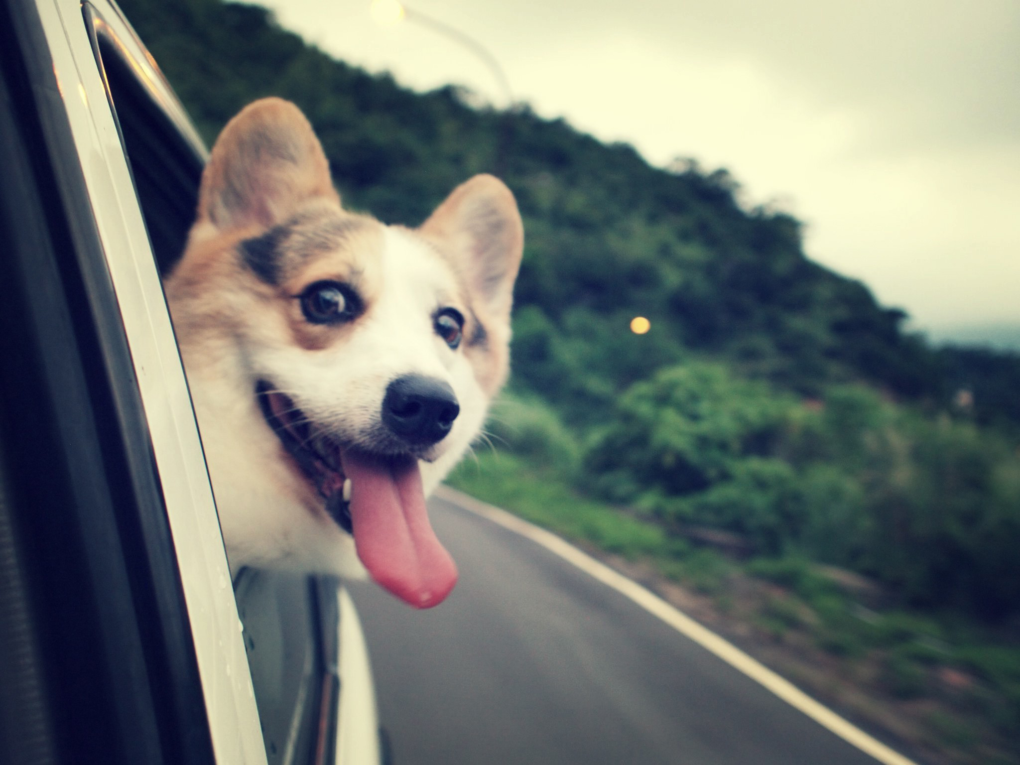 無料モバイル壁紙動物, 犬をダウンロードします。