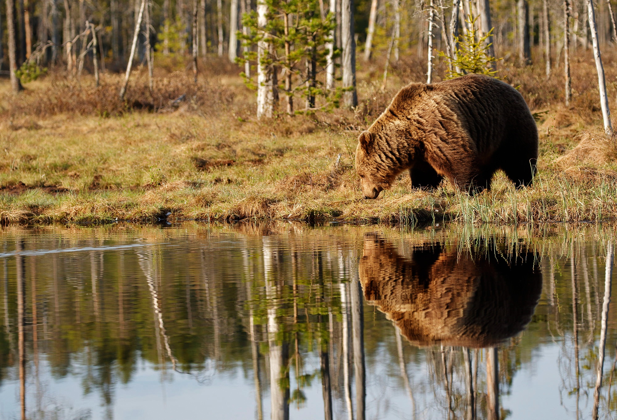 Baixe gratuitamente a imagem Animais, Natureza, Urso, Ursos, Reflecção na área de trabalho do seu PC