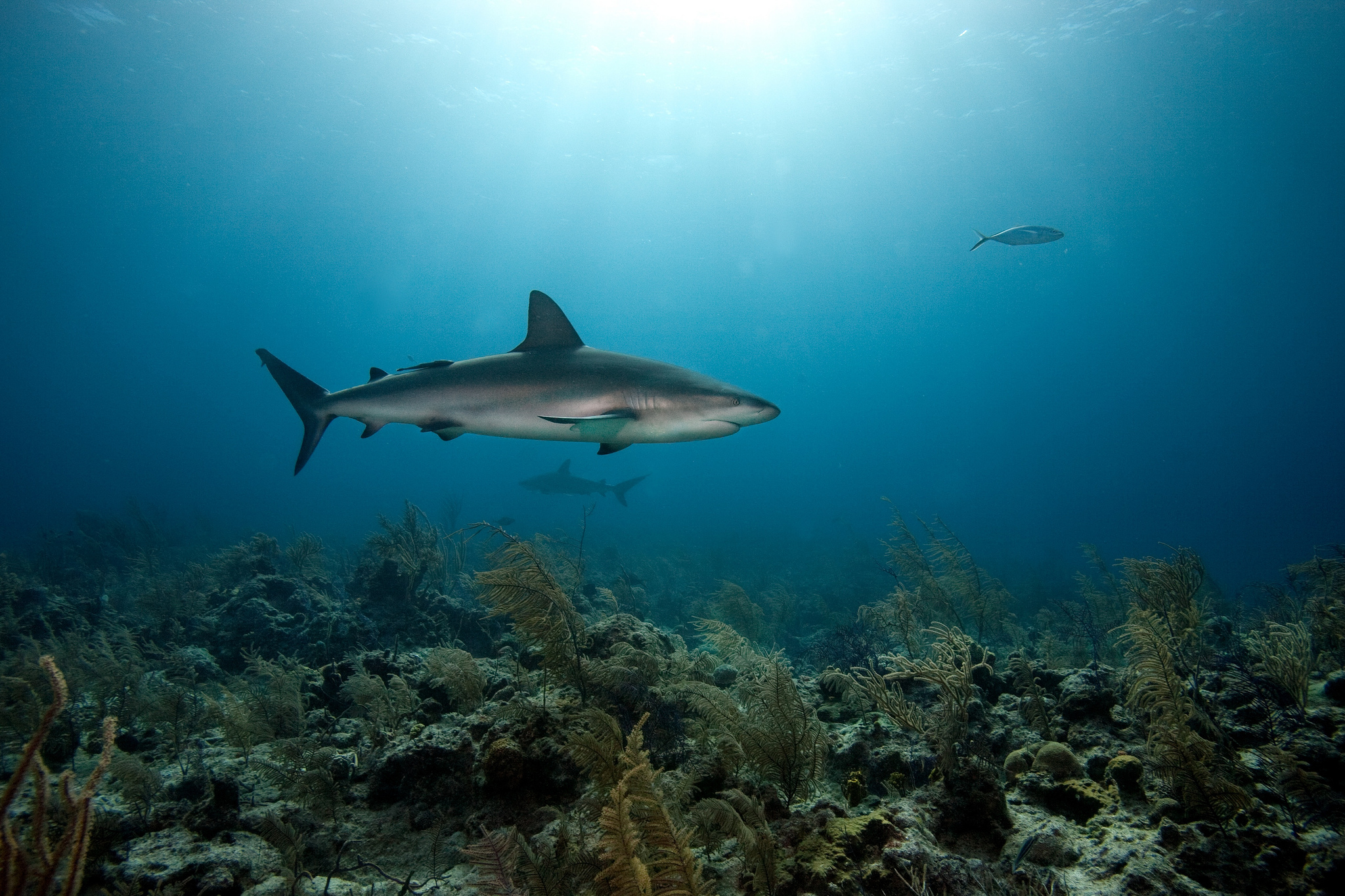 344087 baixar papel de parede tubarão, animais, corais, peixe, oceano, embaixo da agua - protetores de tela e imagens gratuitamente