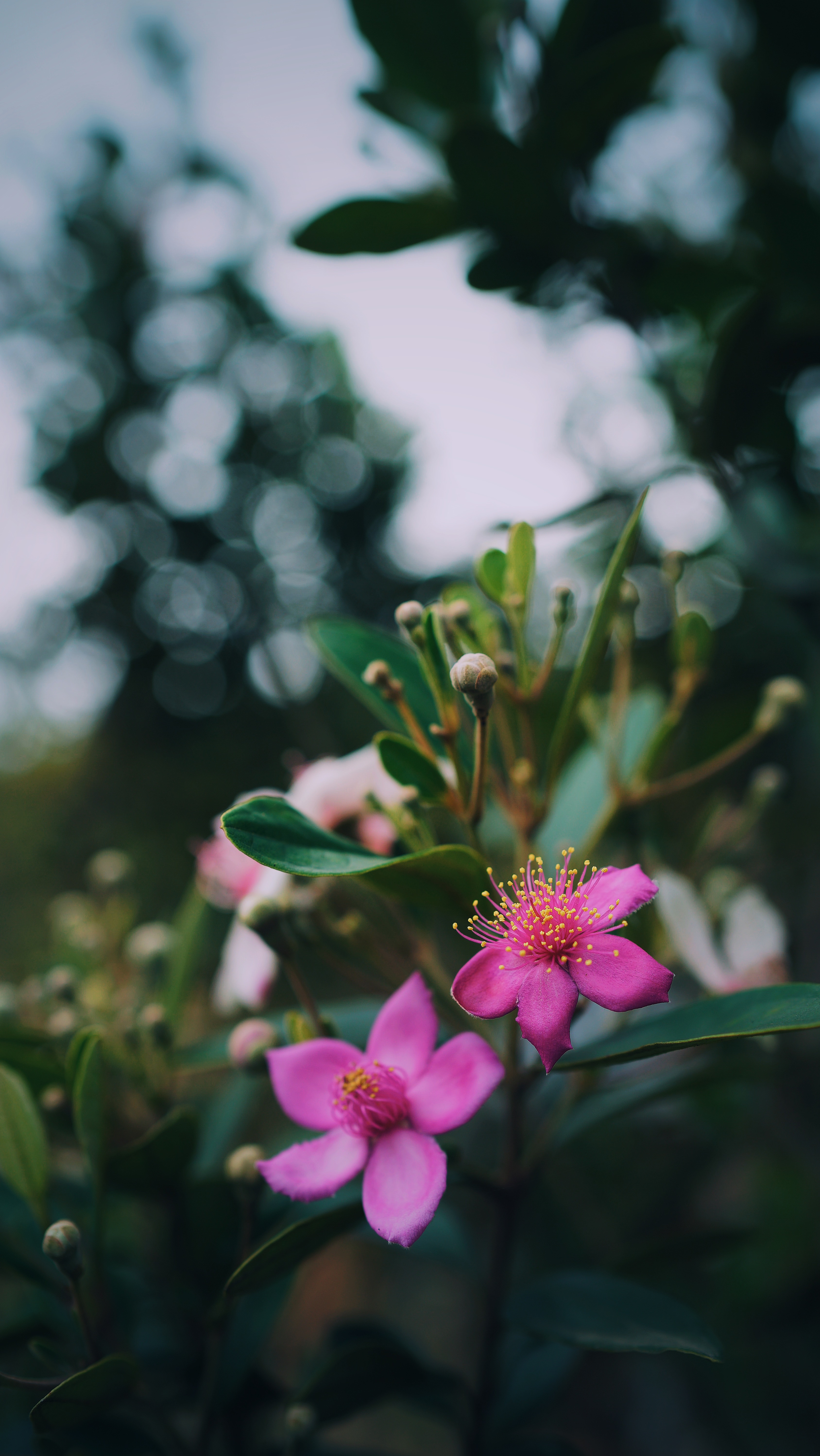 Laden Sie das Rosa, Makro, Zweig, Blumen, Ast, Pflanze-Bild kostenlos auf Ihren PC-Desktop herunter