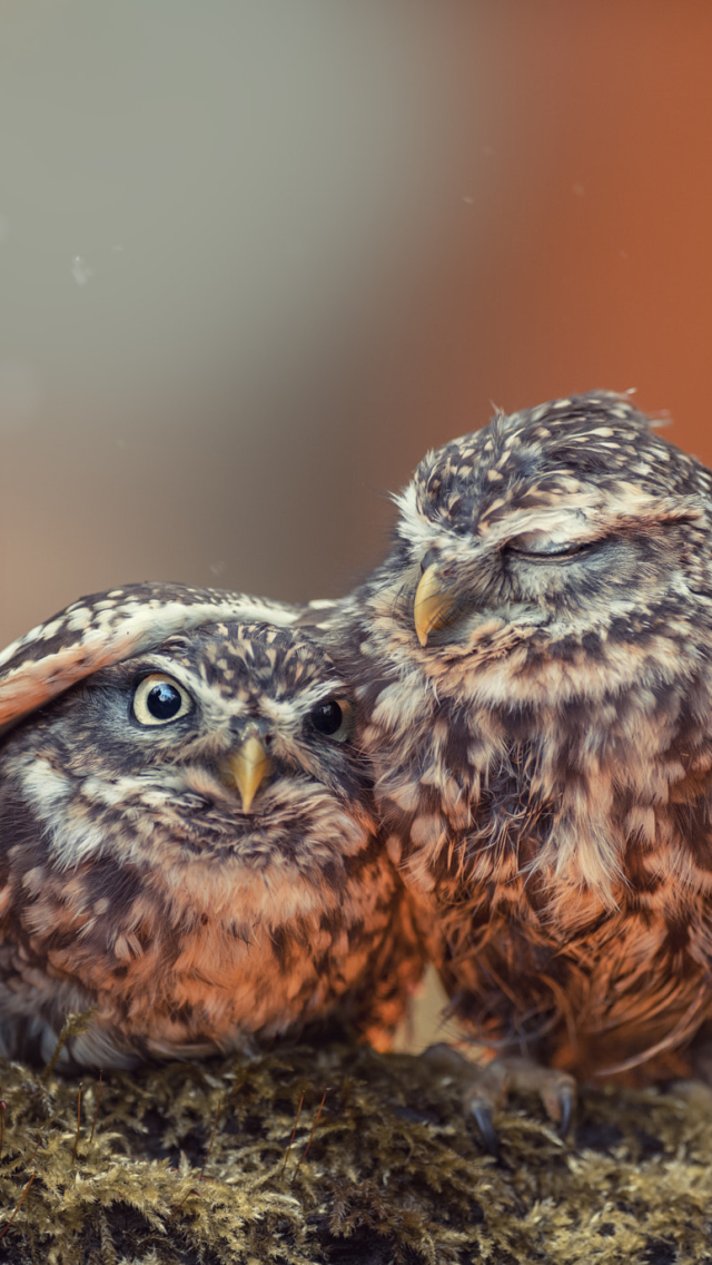 Download mobile wallpaper Birds, Owl, Bird, Close Up, Animal, Little Owl for free.