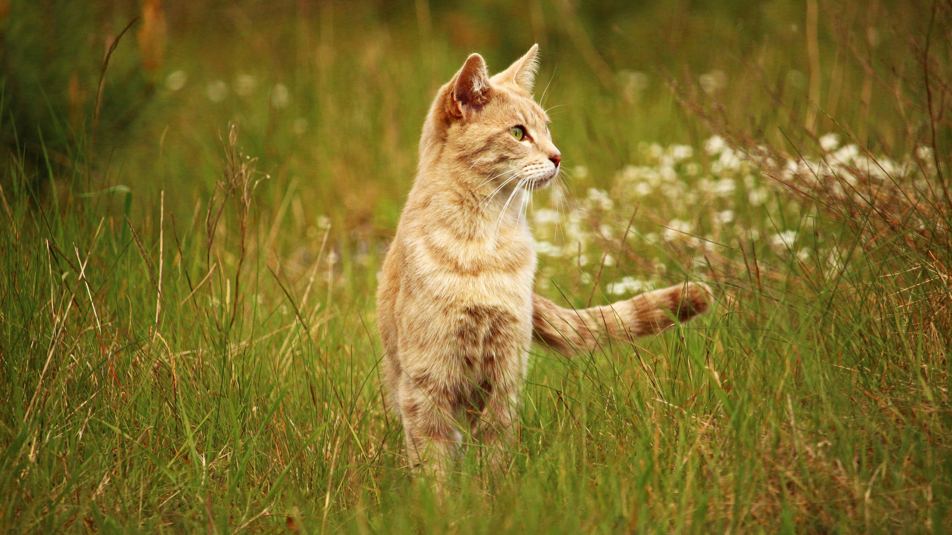 Download mobile wallpaper Cats, Grass, Cat, Animal for free.