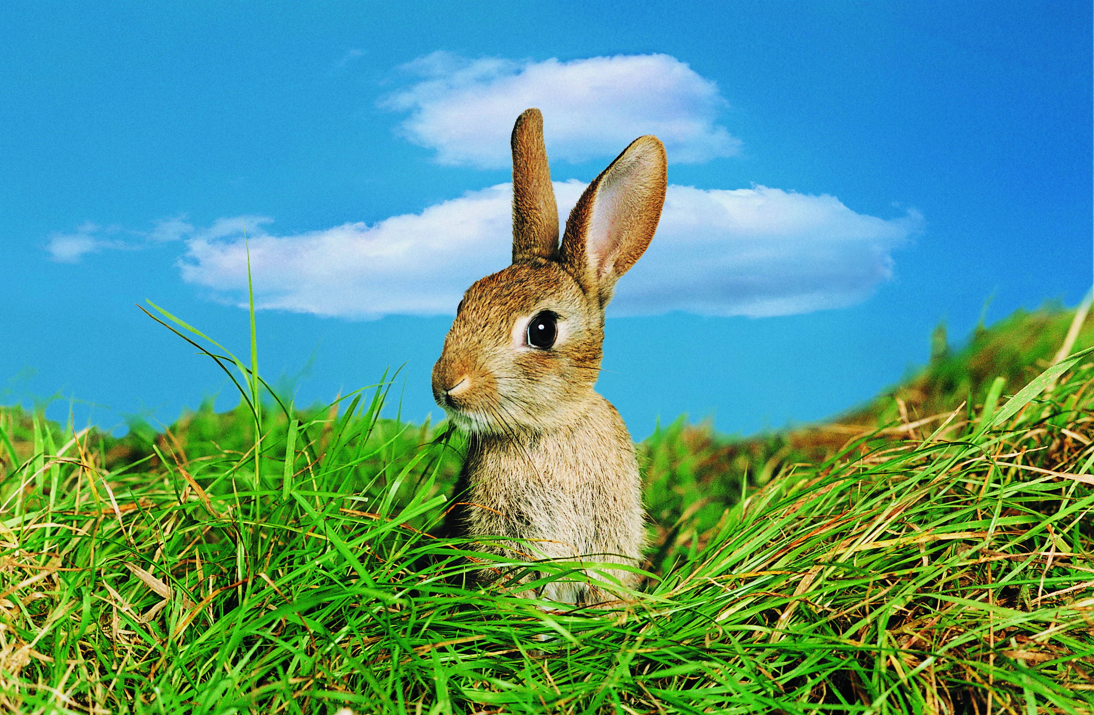 hare, animals, grass, sky, ears