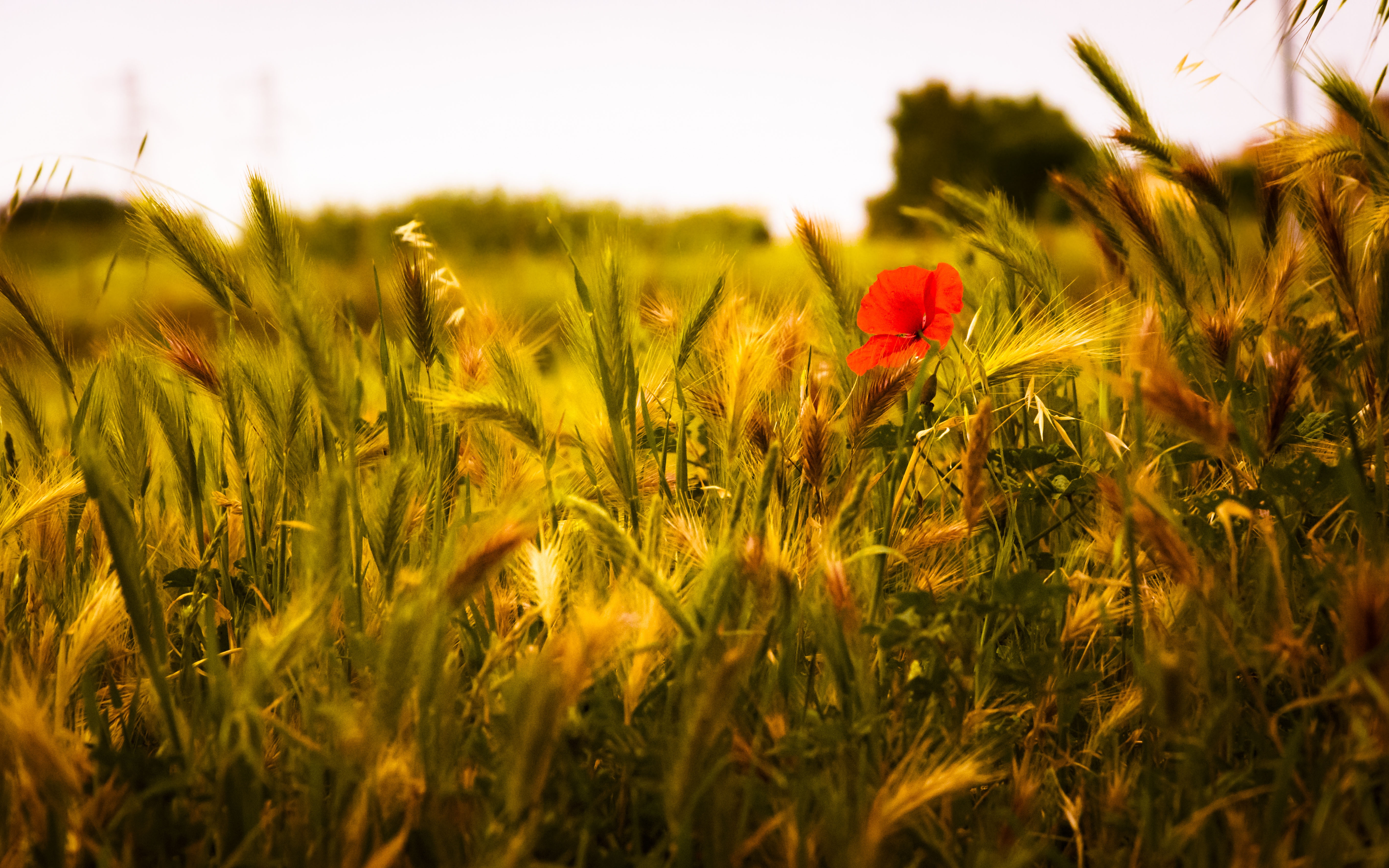 Download mobile wallpaper Nature, Summer, Wheat, Flower, Earth, Field, Poppy, Red Flower for free.