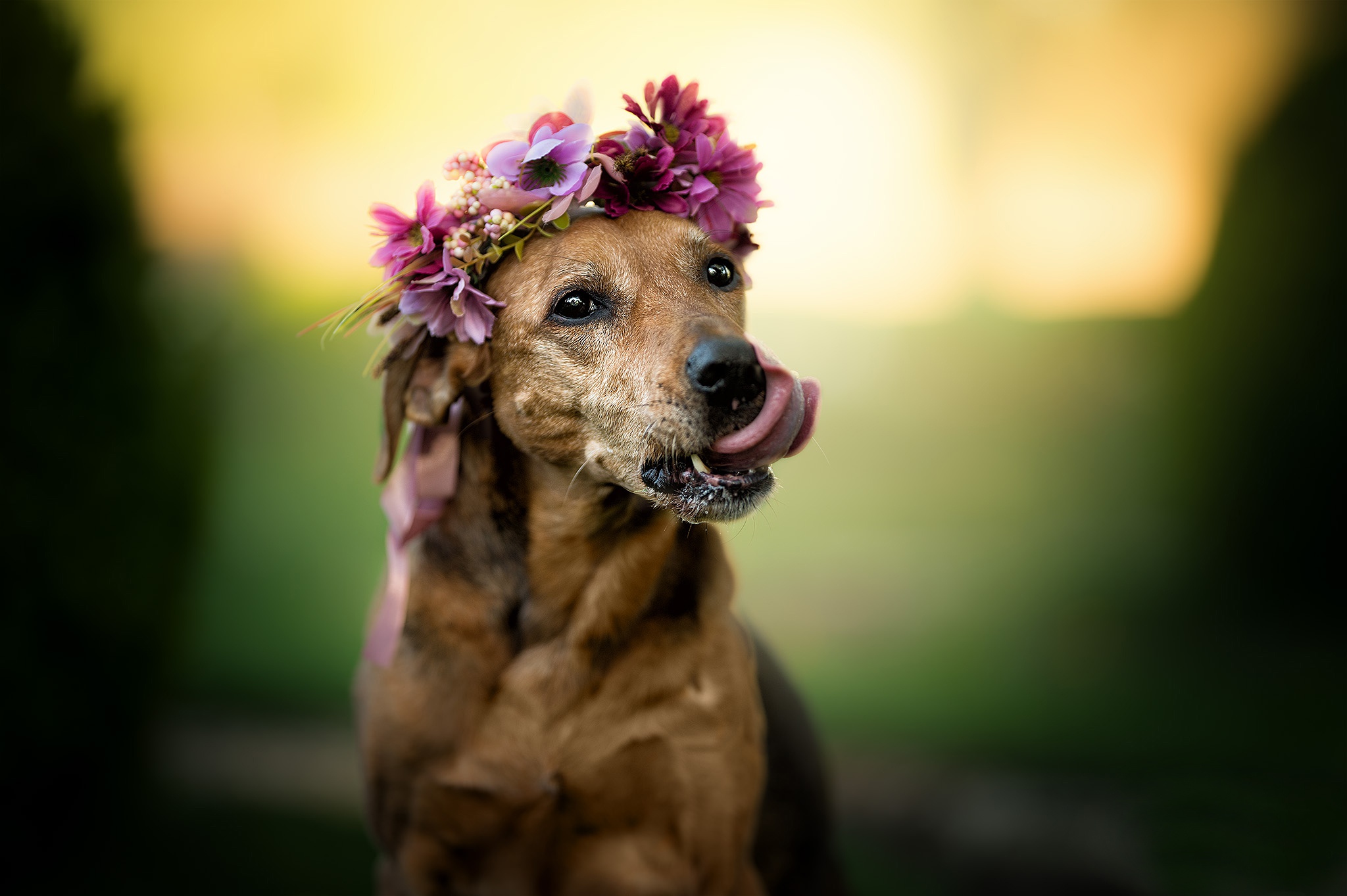 Download mobile wallpaper Dogs, Dog, Animal, Wreath, Depth Of Field for free.