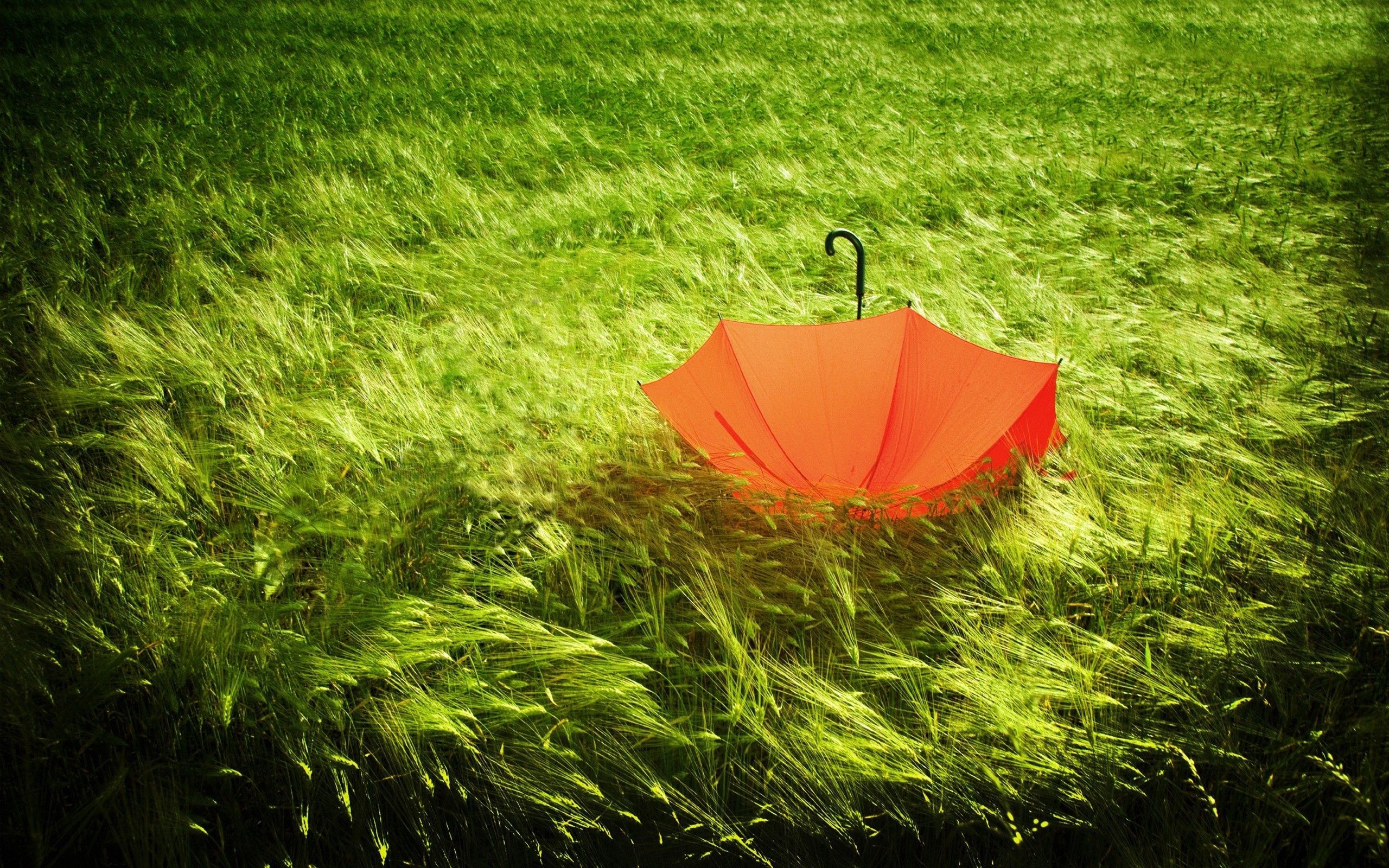 92373 скачать обои зонт, природа, трава, поле, ветер, непогода - заставки и картинки бесплатно
