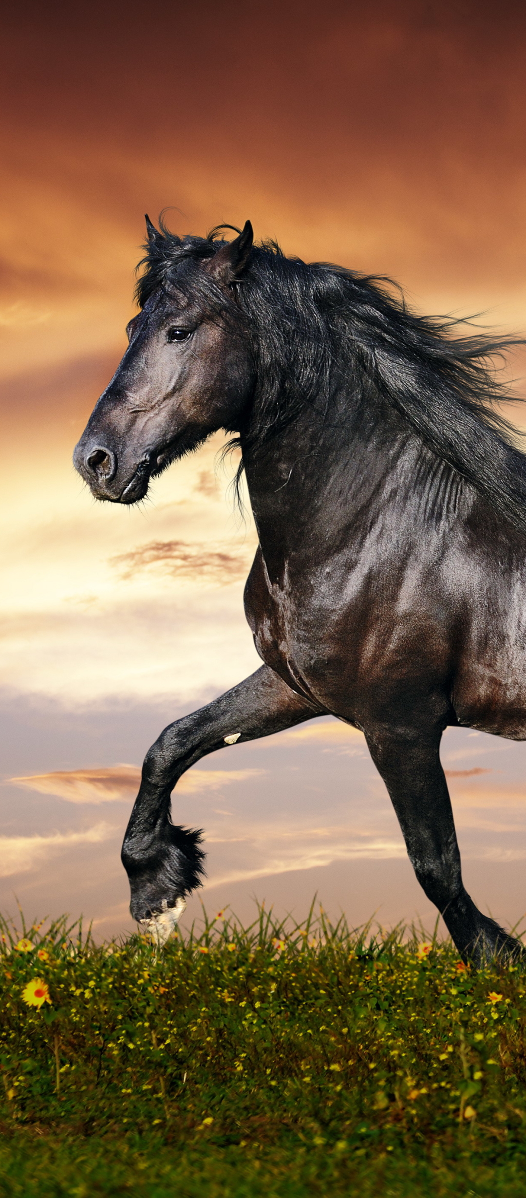 Download mobile wallpaper Animal, Horse for free.