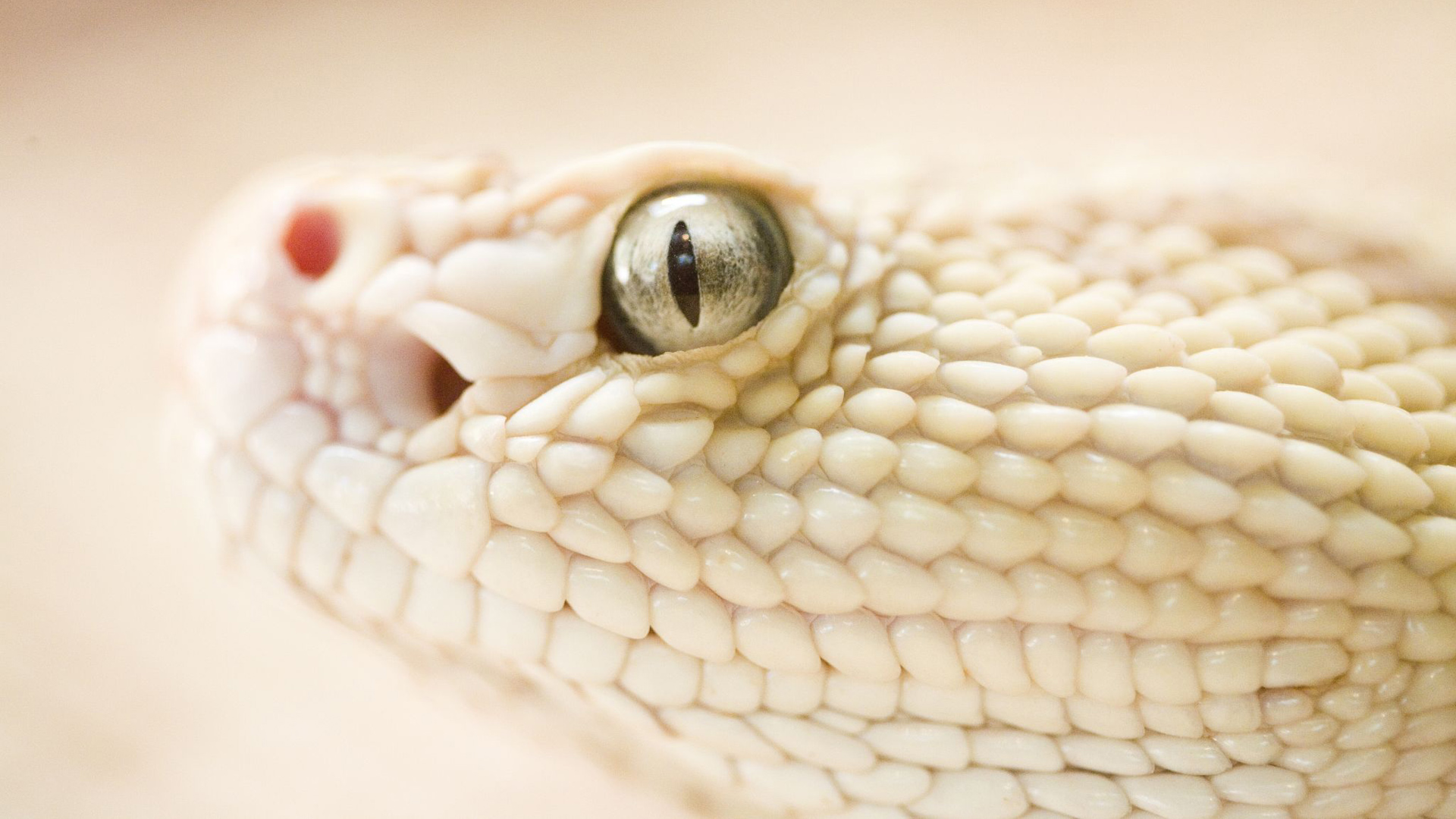 Free download wallpaper Animal, Snake, Reptiles, Eye on your PC desktop