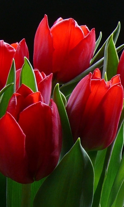 Descarga gratuita de fondo de pantalla para móvil de Flores, Flor, De Cerca, Tierra, Tulipán, Flor Roja, Tierra/naturaleza.