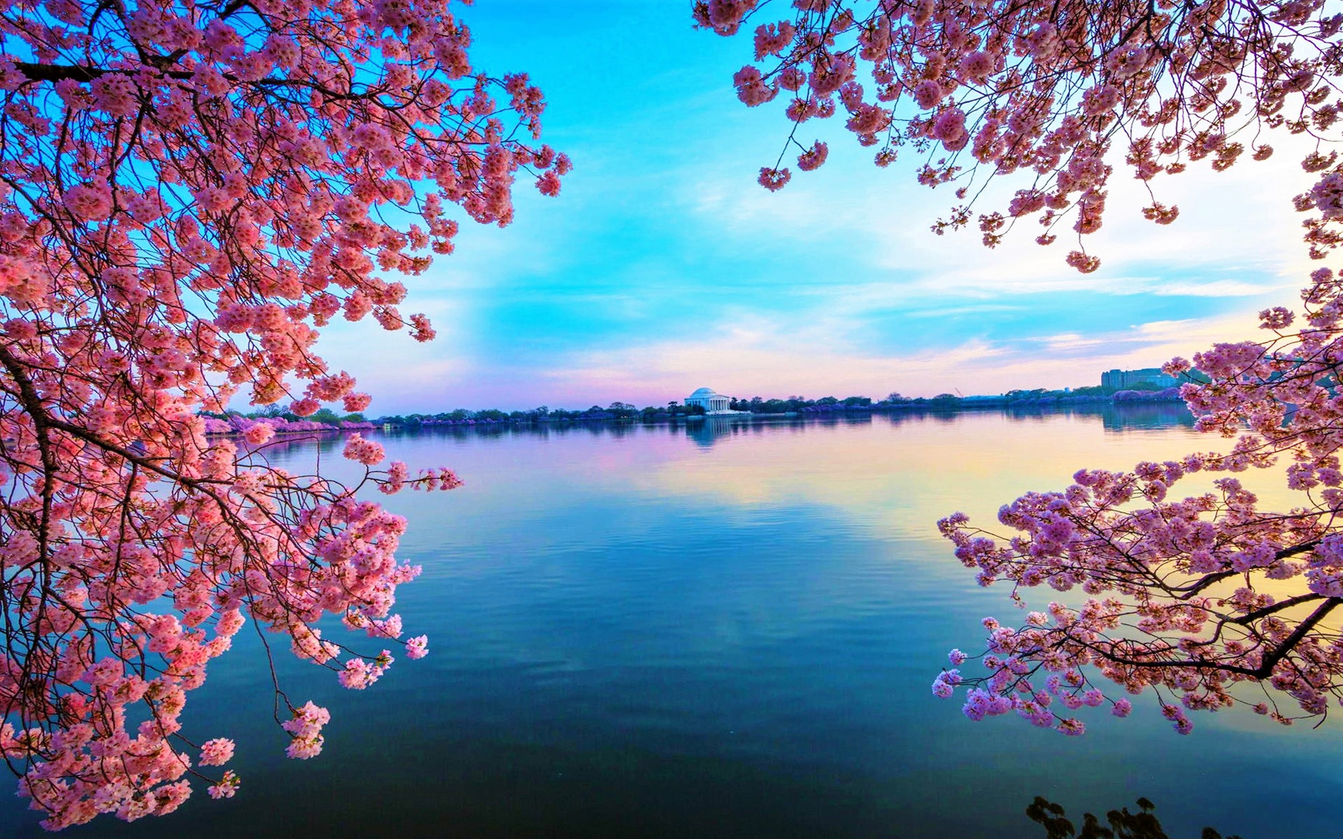 Téléchargez des papiers peints mobile Sakura, Fleur, Terre, Terre/nature, Bifurquer gratuitement.