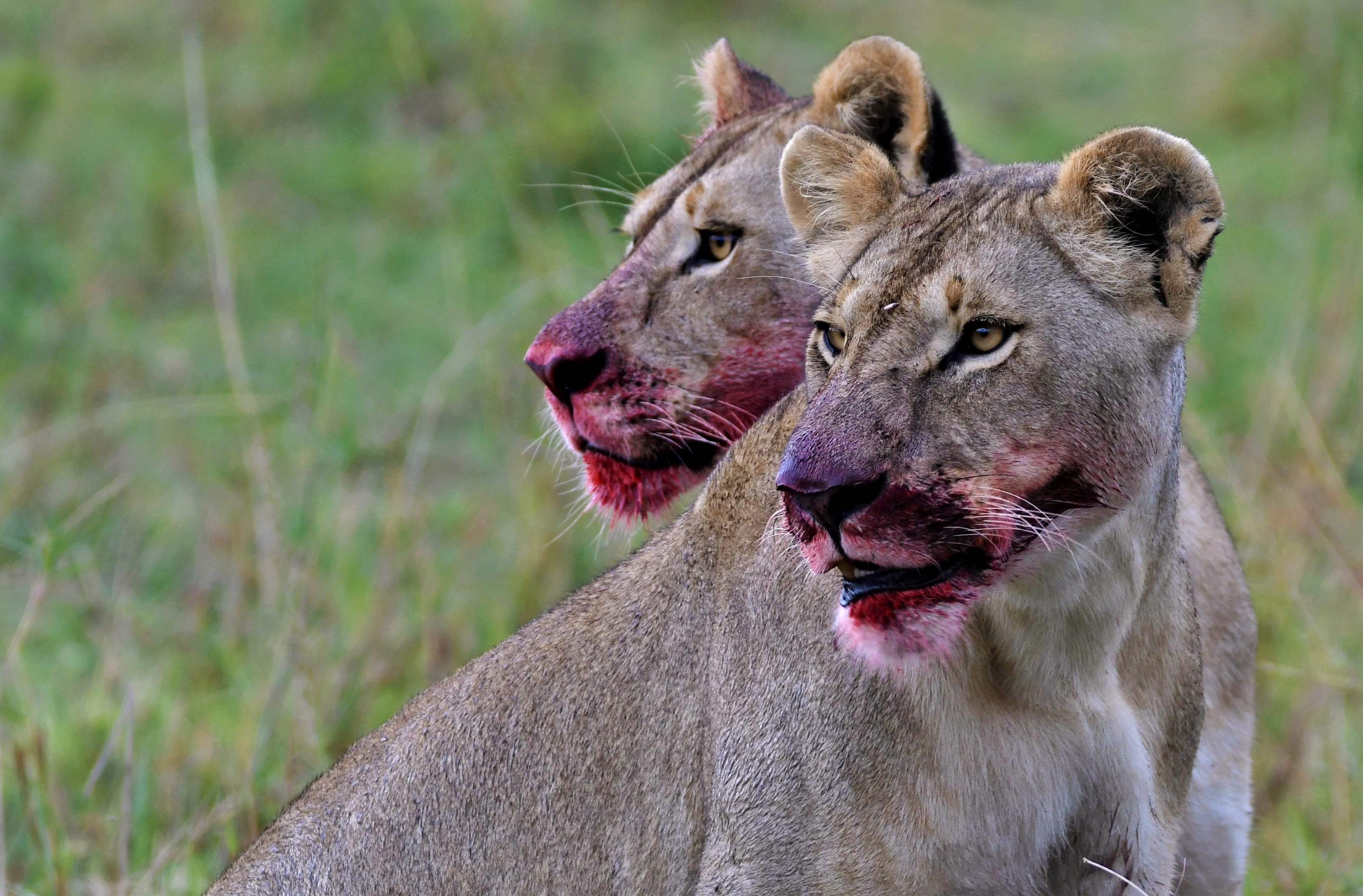 Скачать обои бесплатно Животные, Лев, Кошки, Национальный Заповедник Масаи Мара, Кения картинка на рабочий стол ПК