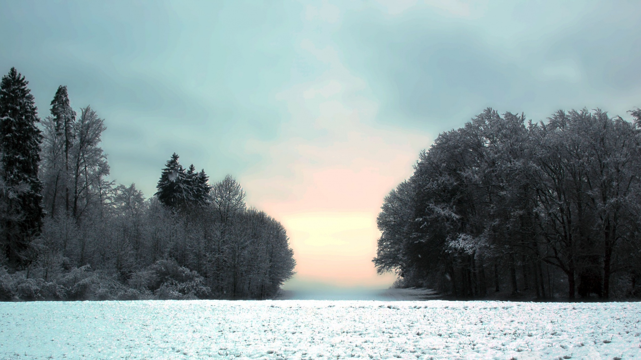 Descarga gratis la imagen Invierno, Nieve, Árbol, Niebla, Campo, Atardecer, Tierra/naturaleza en el escritorio de tu PC