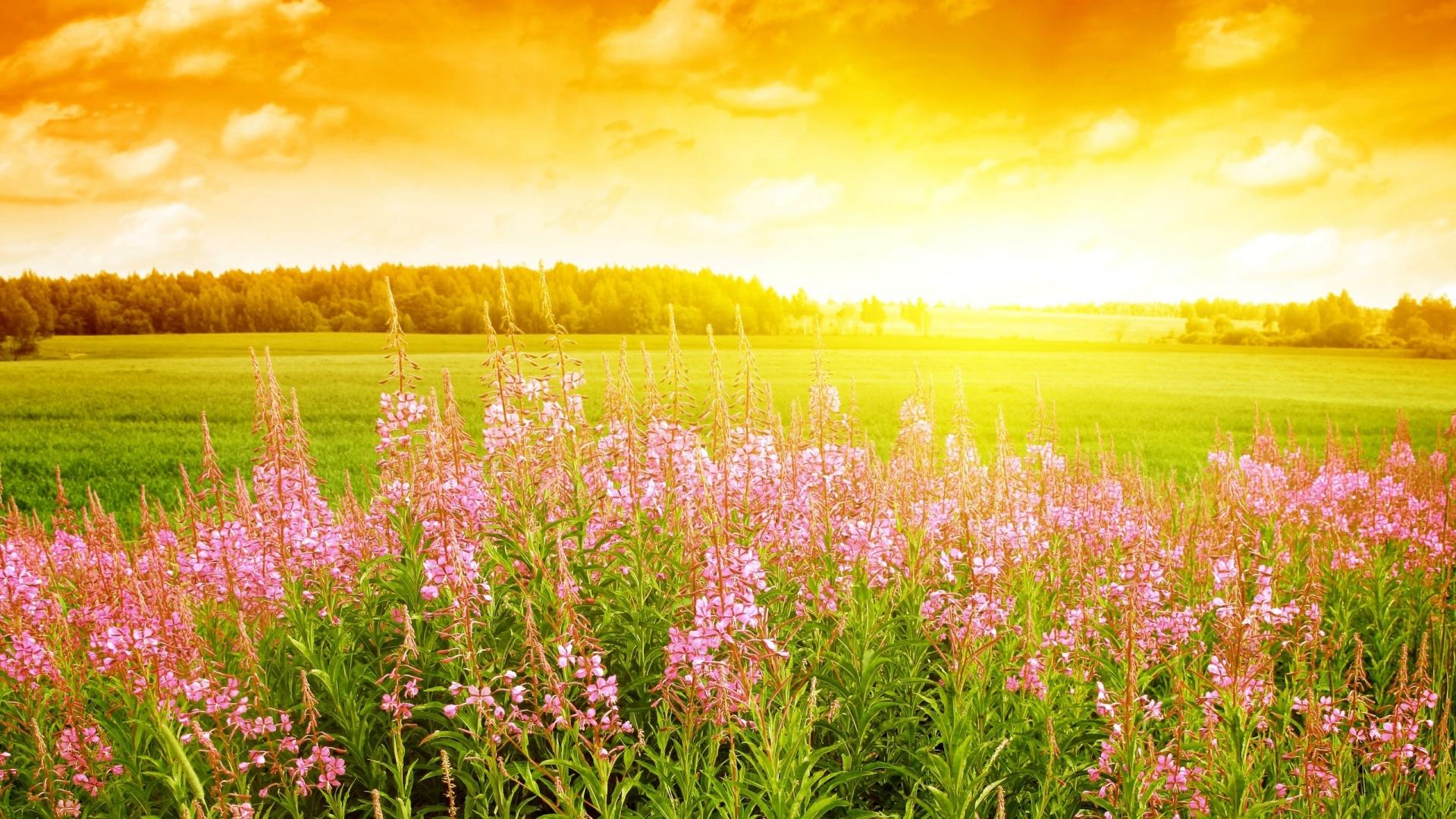 Descarga gratis la imagen Flor, Tierra/naturaleza en el escritorio de tu PC