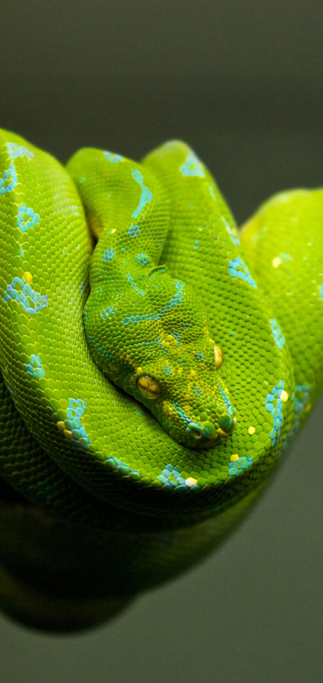 Download mobile wallpaper Animal, Reptile, Snake, Reptiles, Python for free.