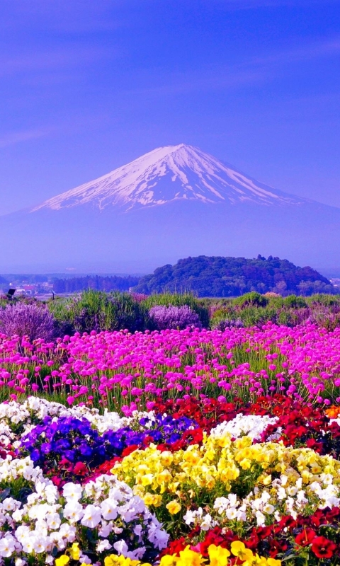 Download mobile wallpaper Landscape, Flower, Earth, Colorful, Japan, Volcano, Mount Fuji, Volcanoes for free.