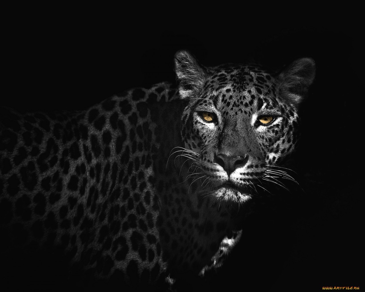 20776 télécharger le fond d'écran animaux, léopards, noir - économiseurs d'écran et images gratuitement