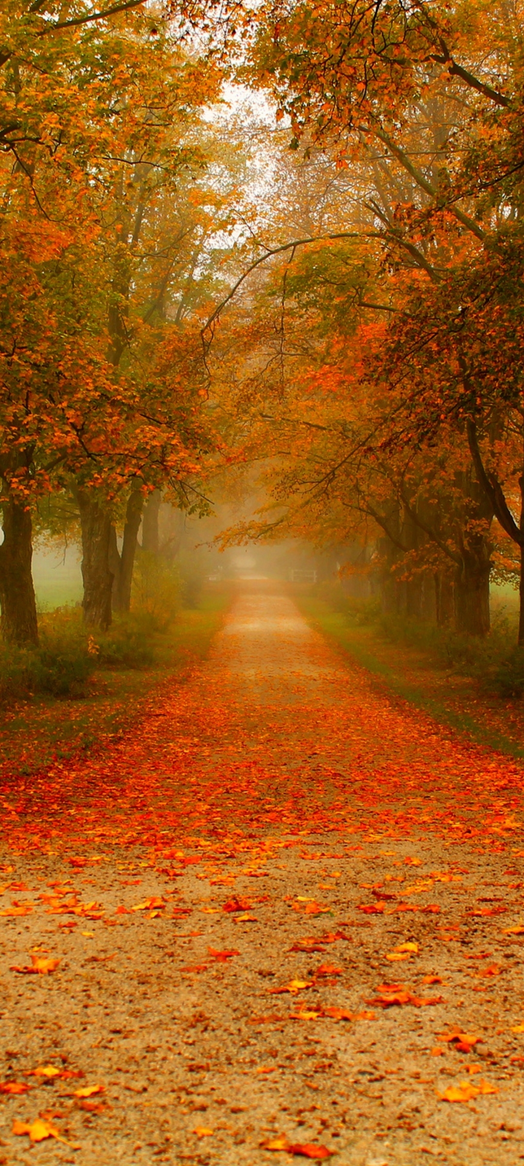 Download mobile wallpaper Road, Fall, Path, Man Made, Tree Lined for free.