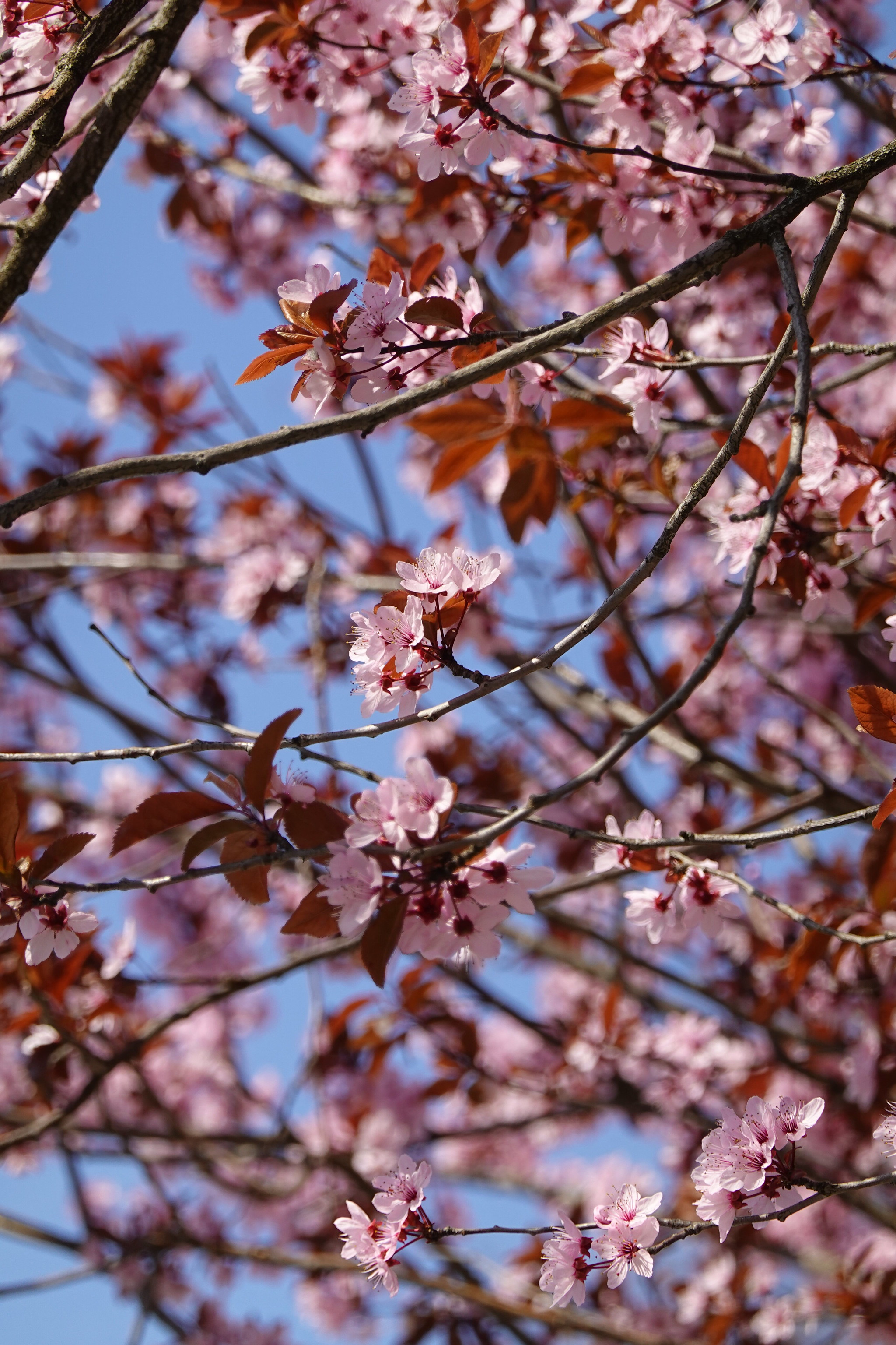 Download mobile wallpaper Macro, Branches, Flowers, Pink, Cherry for free.