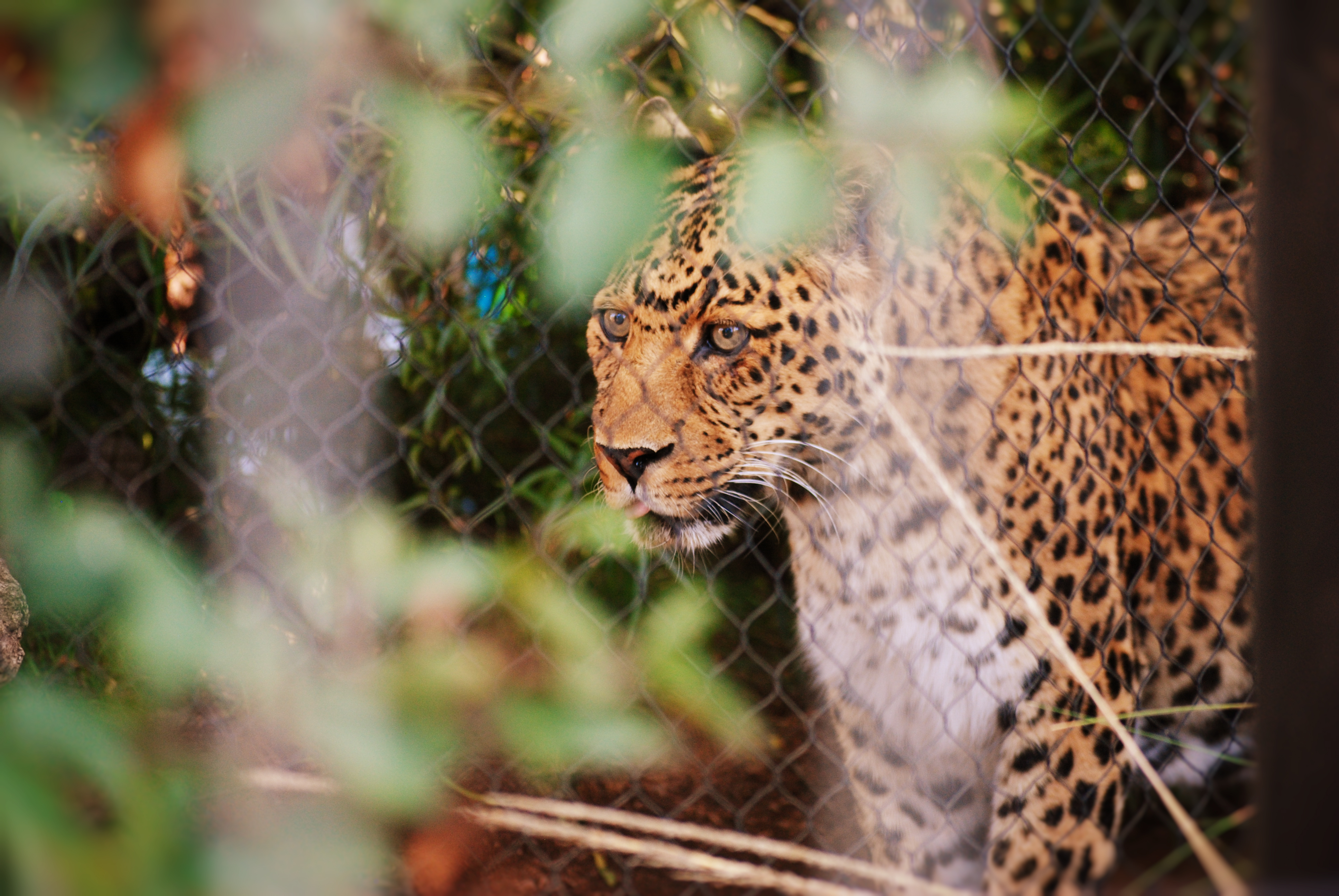 Mobile wallpaper animals, leopard, spotted, spotty, predator, big cat, sight, opinion