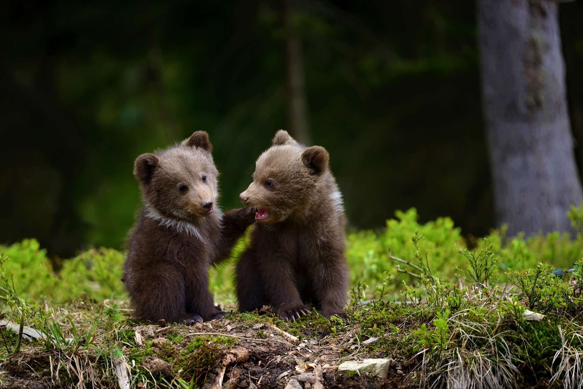 Free download wallpaper Bears, Bear, Animal, Cute, Baby Animal, Cub on your PC desktop