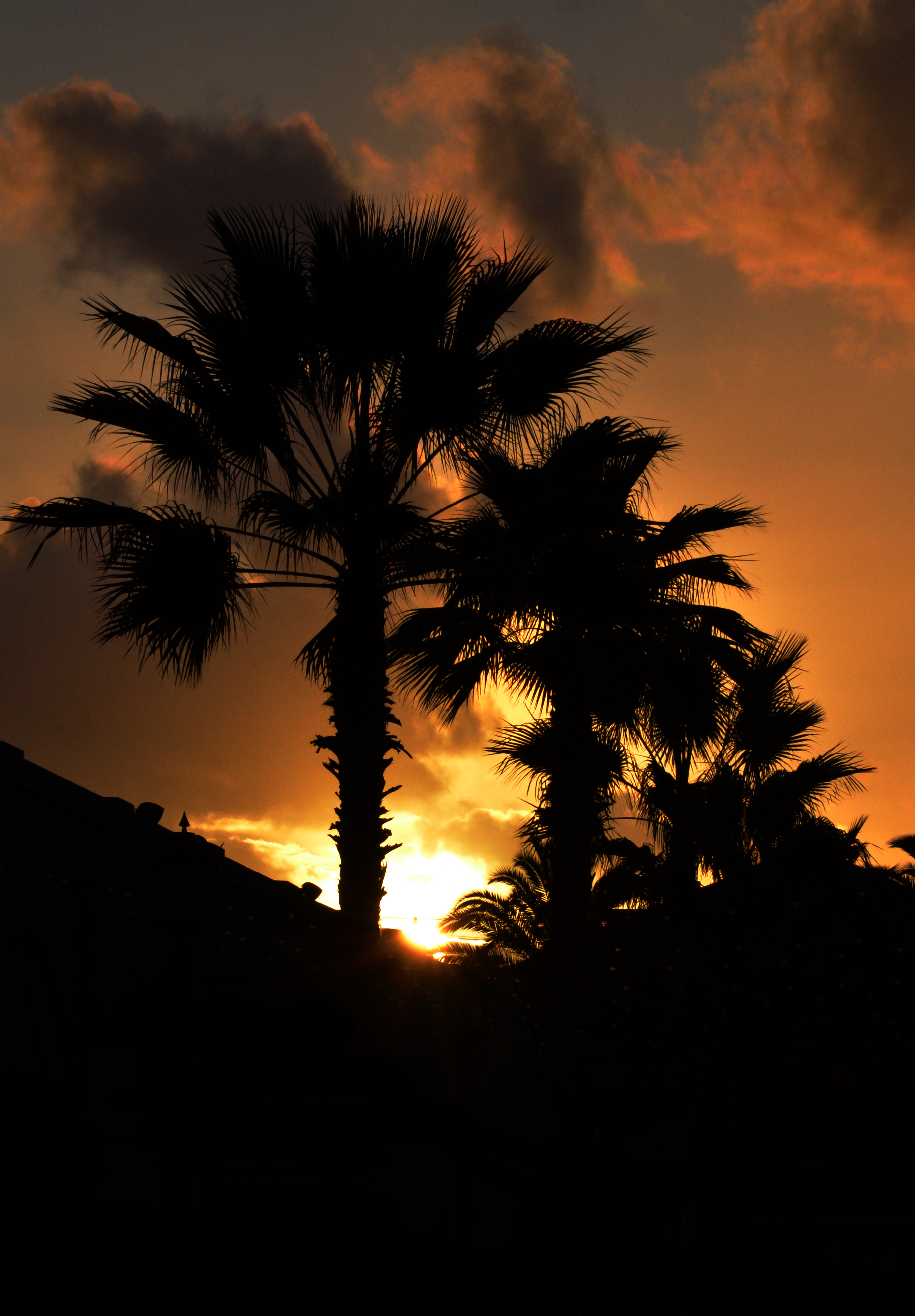 Download mobile wallpaper Branches, Palm, Sunset, Silhouette, Dark for free.