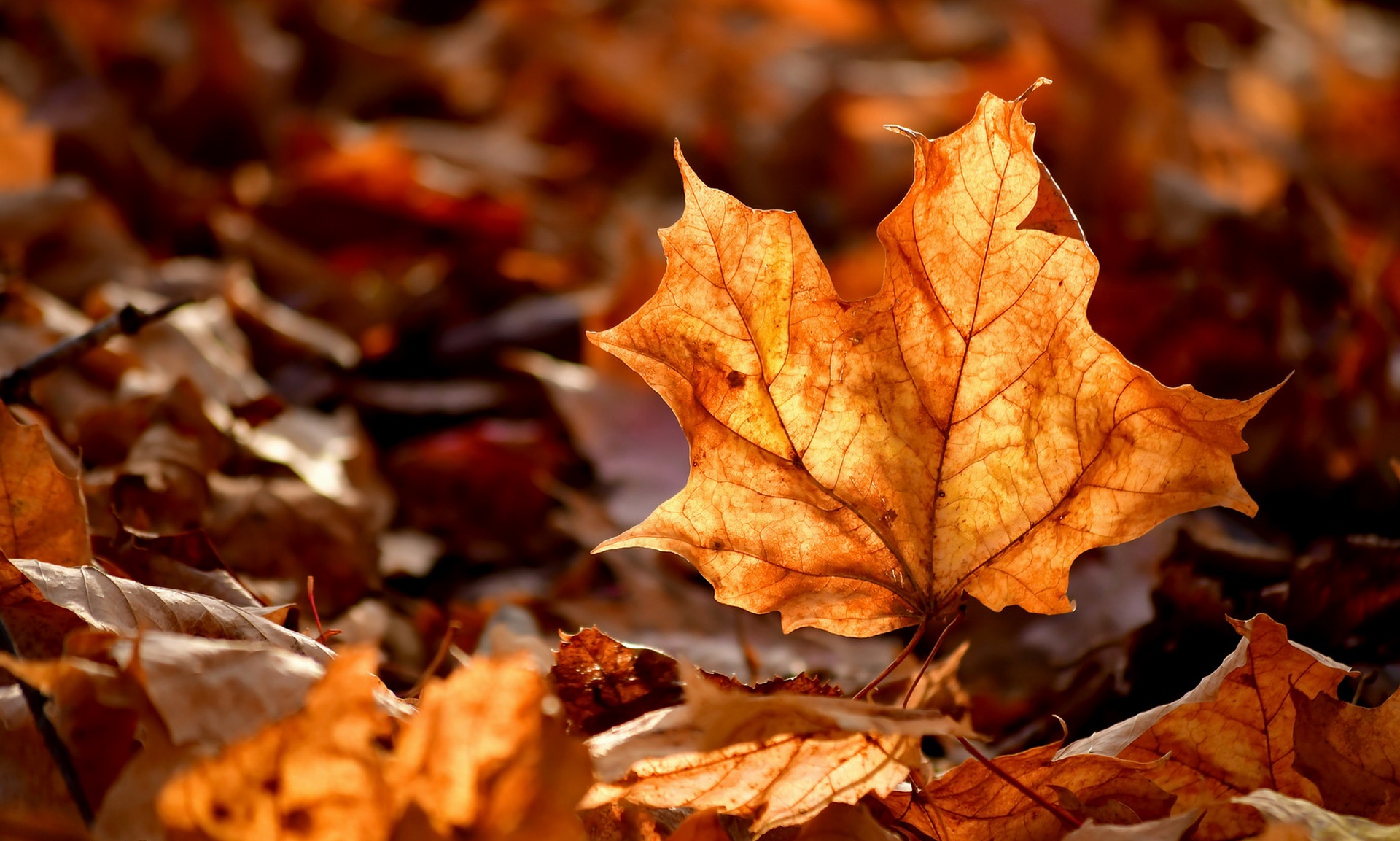 Download mobile wallpaper Nature, Close Up, Leaf, Fall, Earth for free.