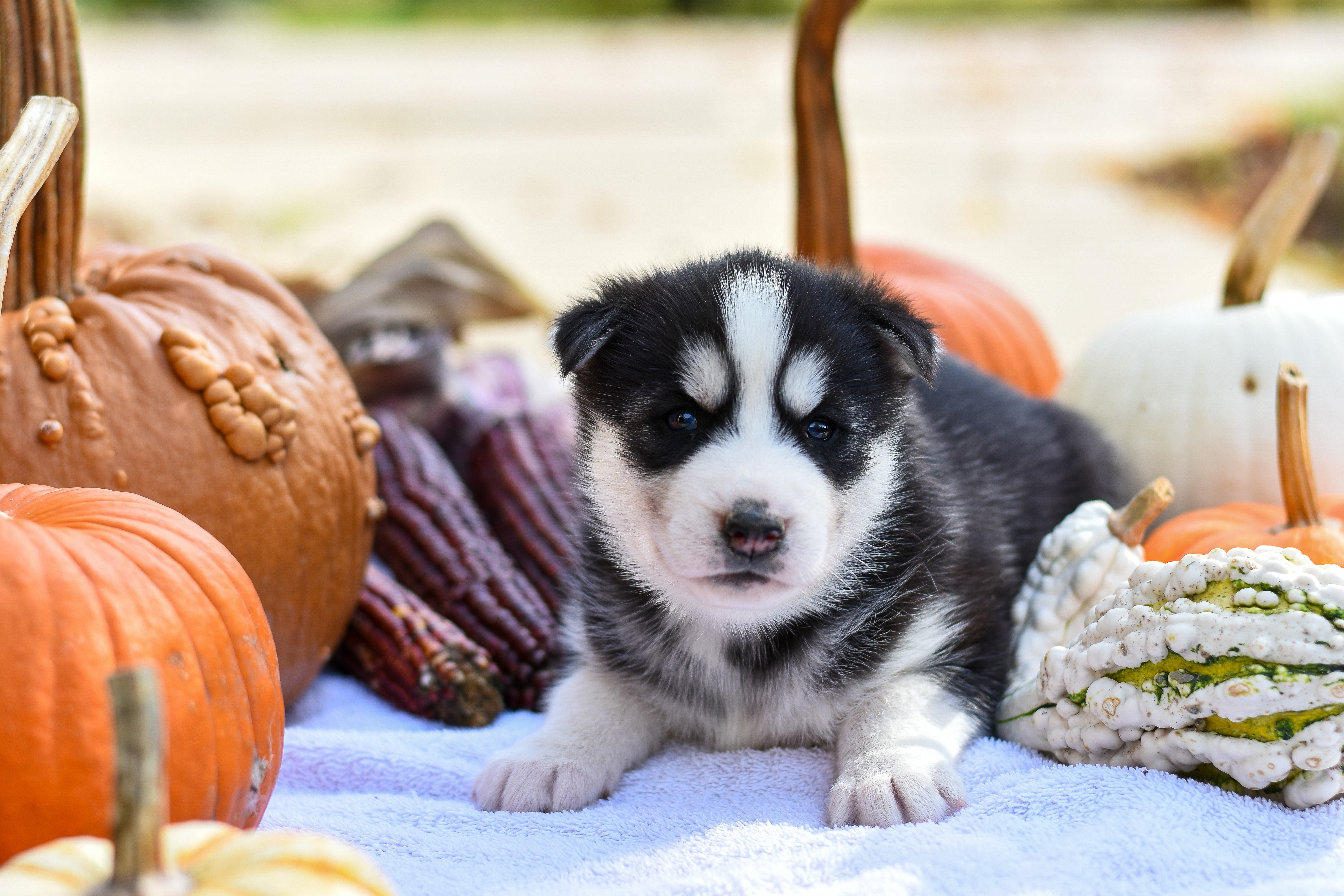 Download mobile wallpaper Dogs, Pumpkin, Dog, Animal, Puppy, Husky, Siberian Husky, Baby Animal for free.