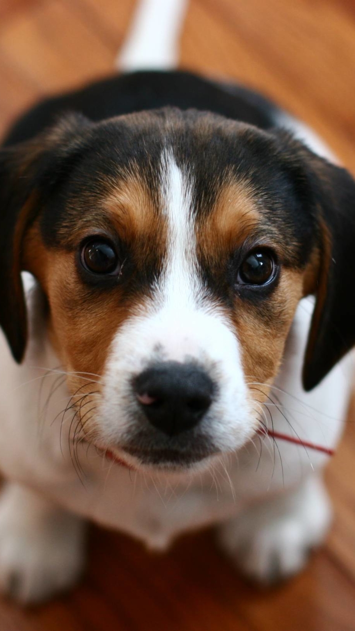 Download mobile wallpaper Dogs, Muzzle, Animal, Puppy, Cute, Beagle, Baby Animal for free.