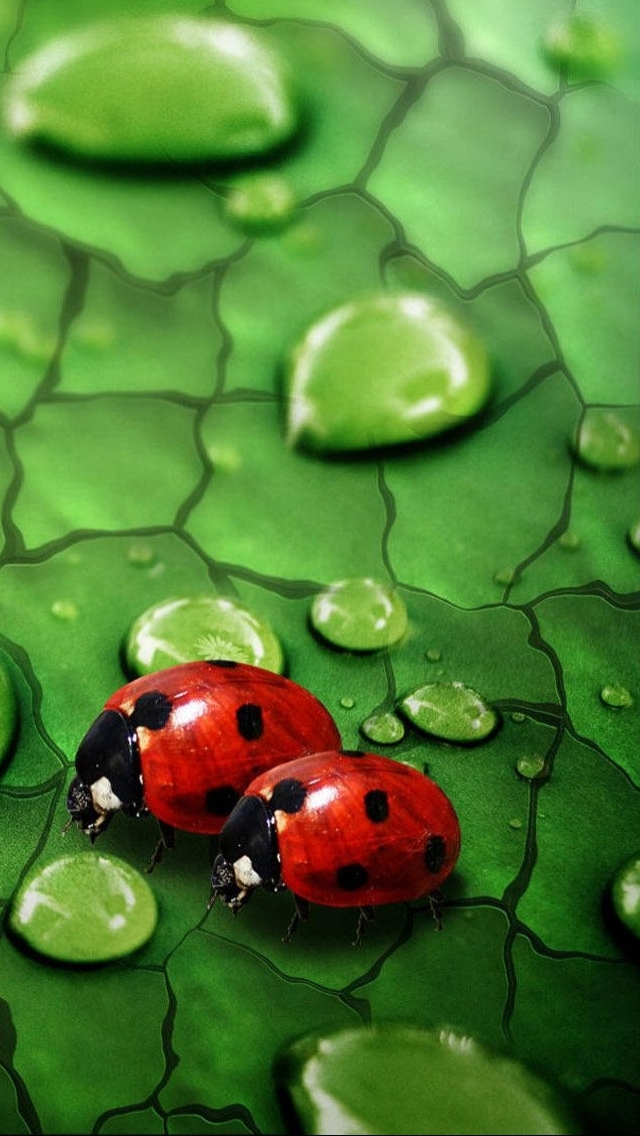 Download mobile wallpaper Animal, Ladybug for free.