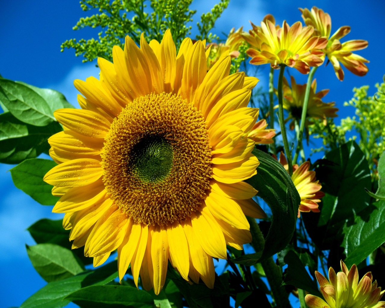 14593 завантажити шпалери соняшники, квіти, рослини - заставки і картинки безкоштовно