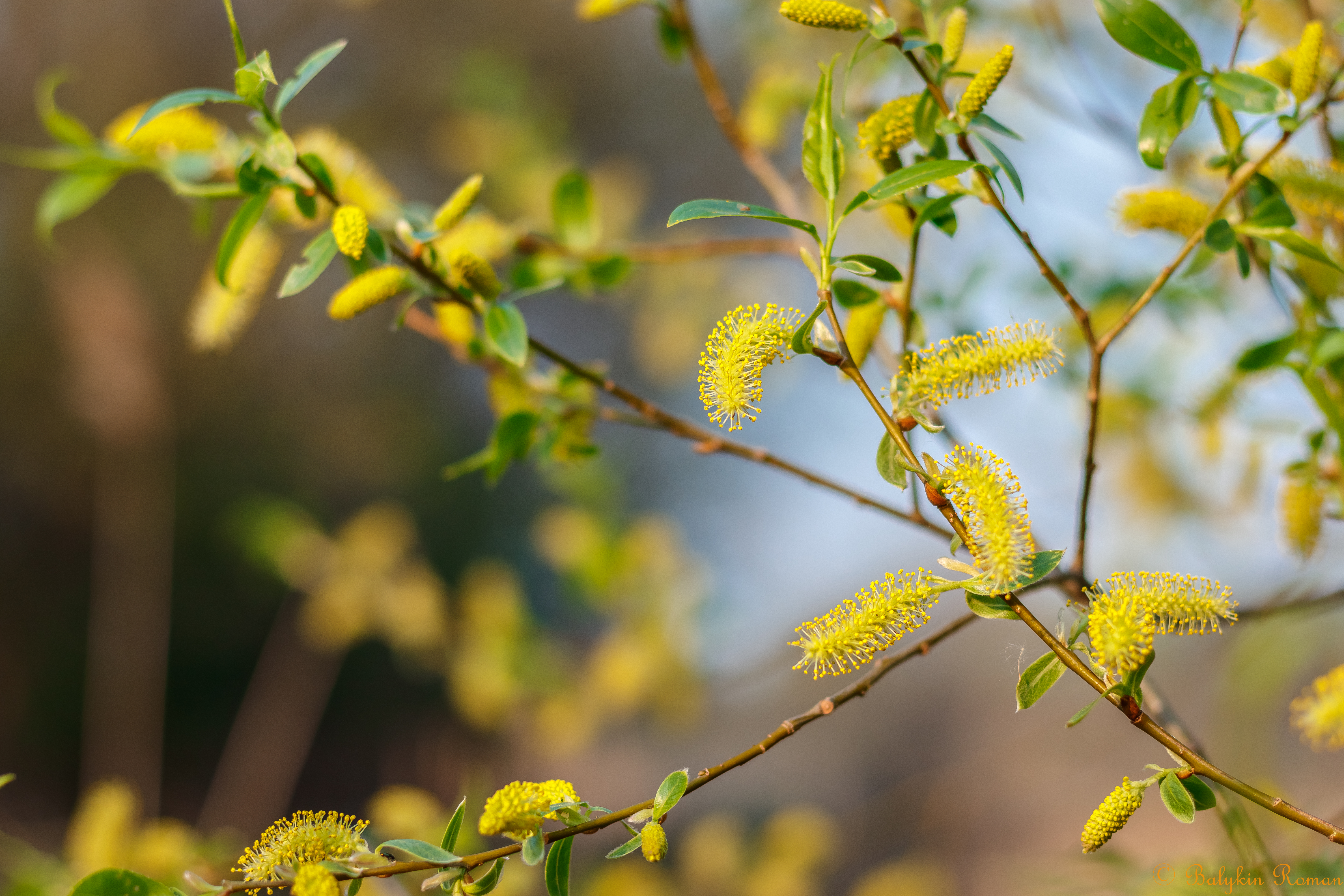 Descarga gratuita de fondo de pantalla para móvil de Flores, Flor, Tierra/naturaleza.