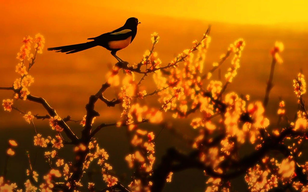 Téléchargez gratuitement l'image Animaux, Oiseau sur le bureau de votre PC