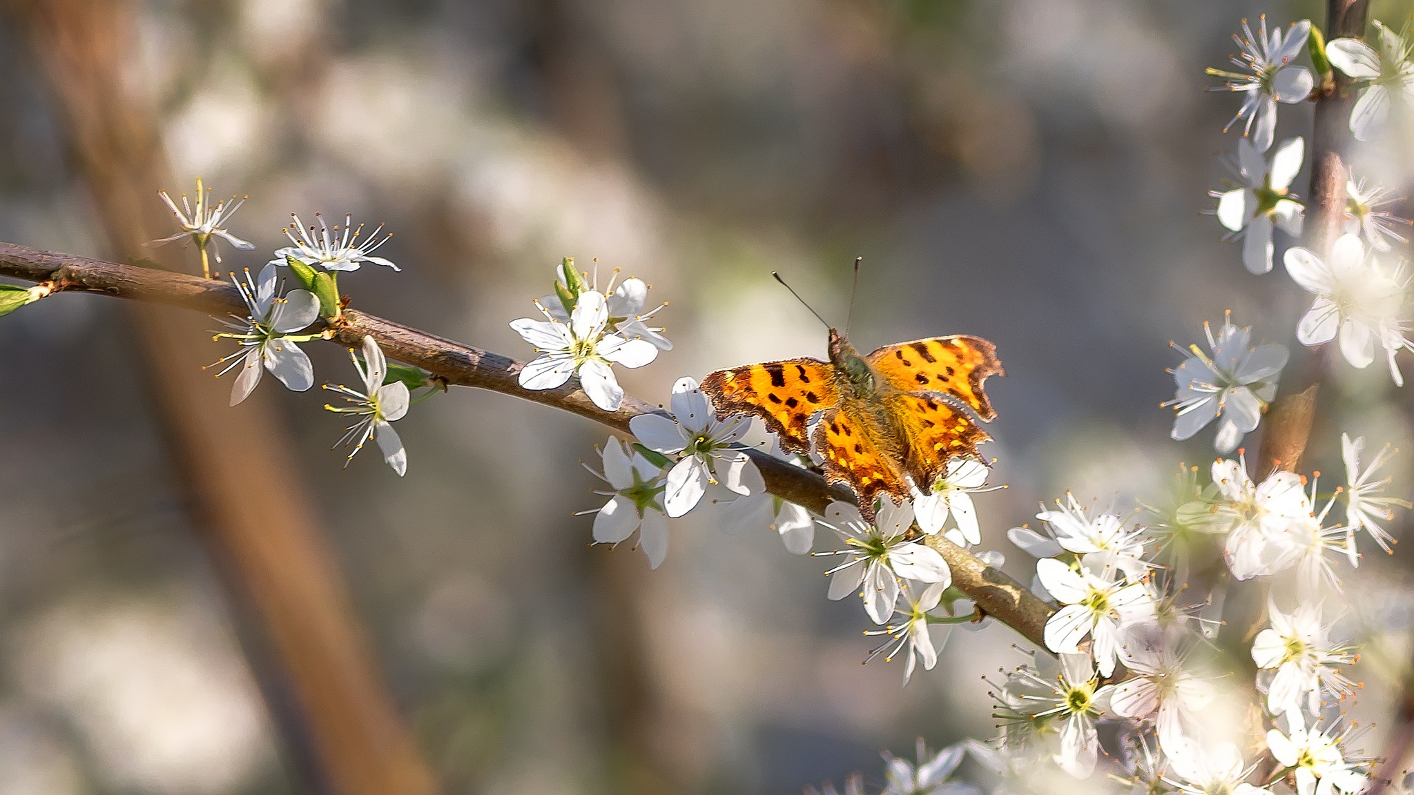 Laden Sie das Tiere, Schmetterlinge, Makro, Insekt, Frühling, Blüte, Weiße Blume-Bild kostenlos auf Ihren PC-Desktop herunter